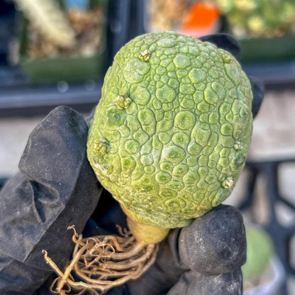 Pseudolithos Migiurtinus Balls (#4) | Imported Cactus