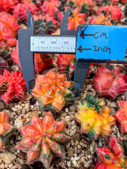 Gymnocalycium Mihanovichii | Growers choice!!! | 1.2~1.7Inch