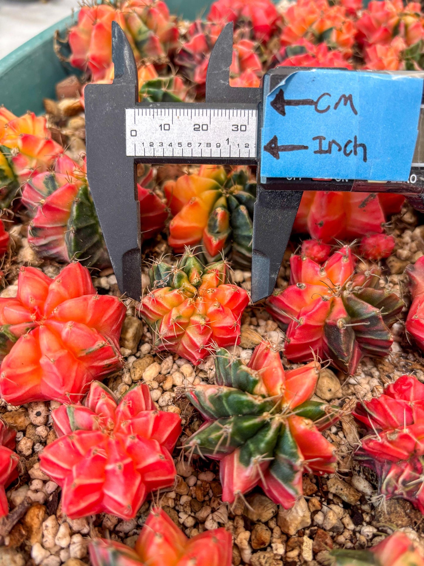 Gymnocalycium Mihanovichii | Growers choice!!! | 1.2~1.7Inch