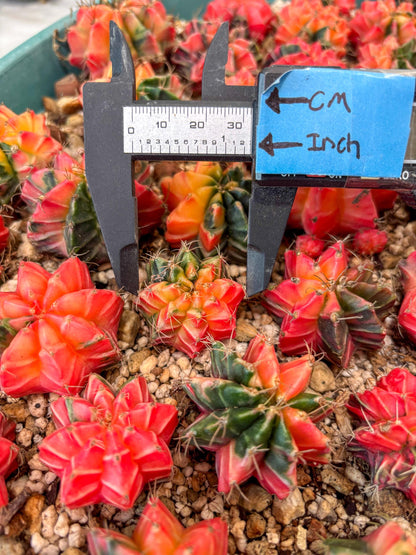 Gymnocalycium Mihanovichii | Growers choice!!! | 1.2~1.7Inch