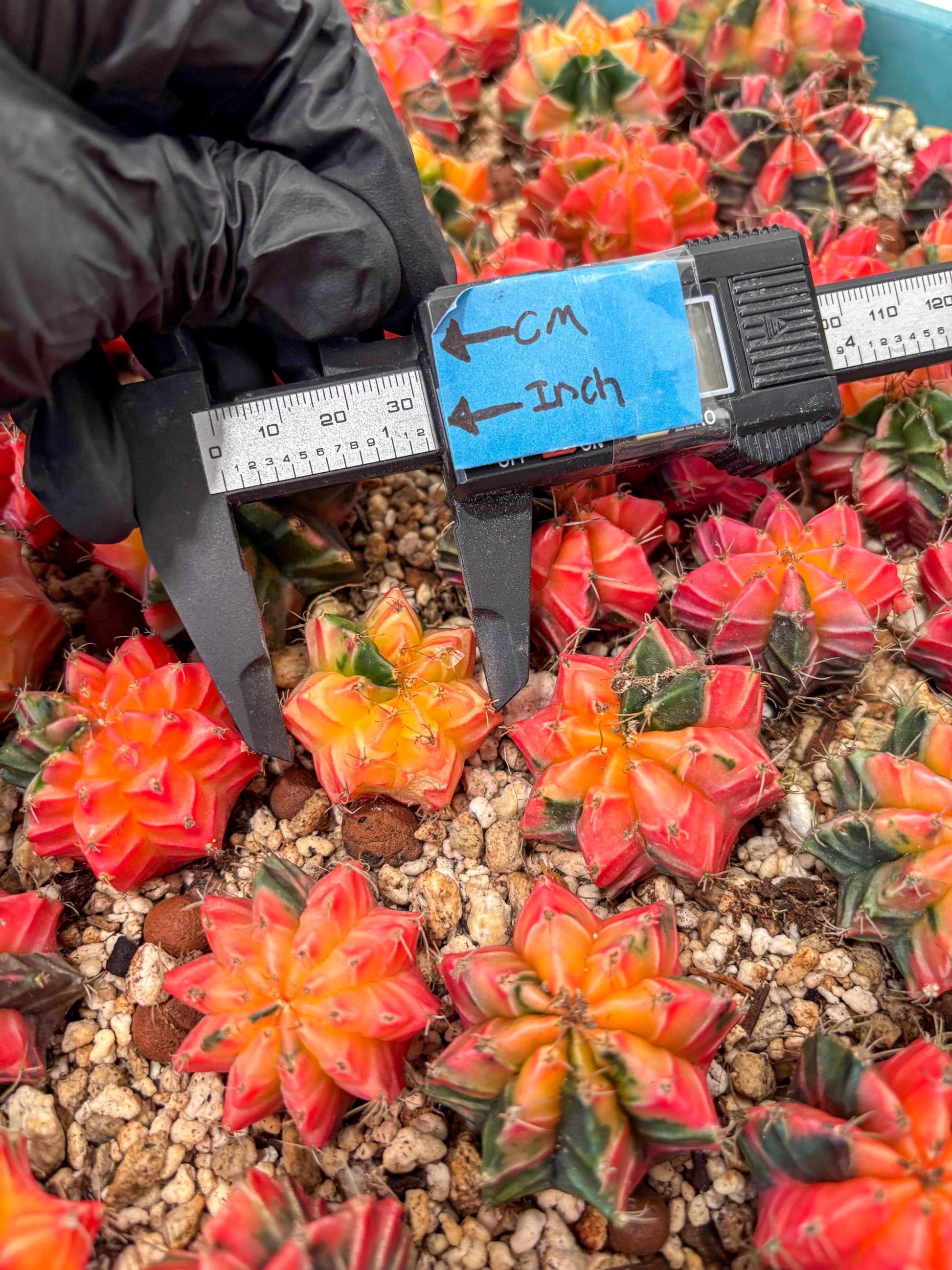Gymnocalycium Mihanovichii | Growers choice!!! | 1.2~1.7Inch