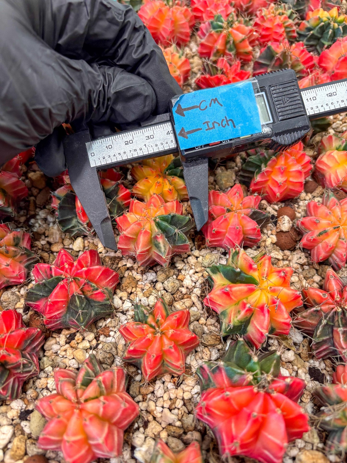 Gymnocalycium Mihanovichii | Growers choice!!! | 1.2~1.7Inch