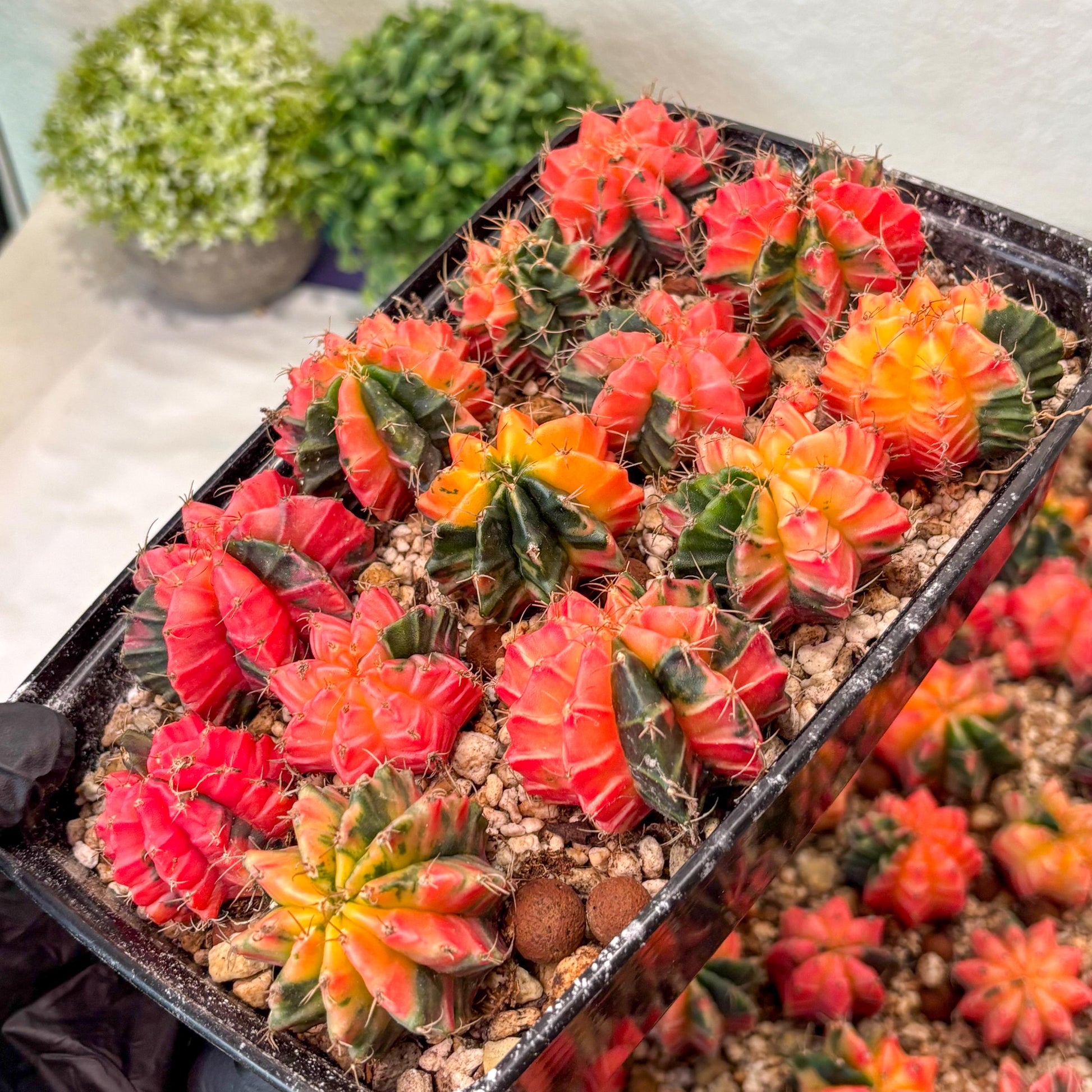 Gymnocalycium Mihanovichii | Growers choice!!! | 1.2~1.7Inch