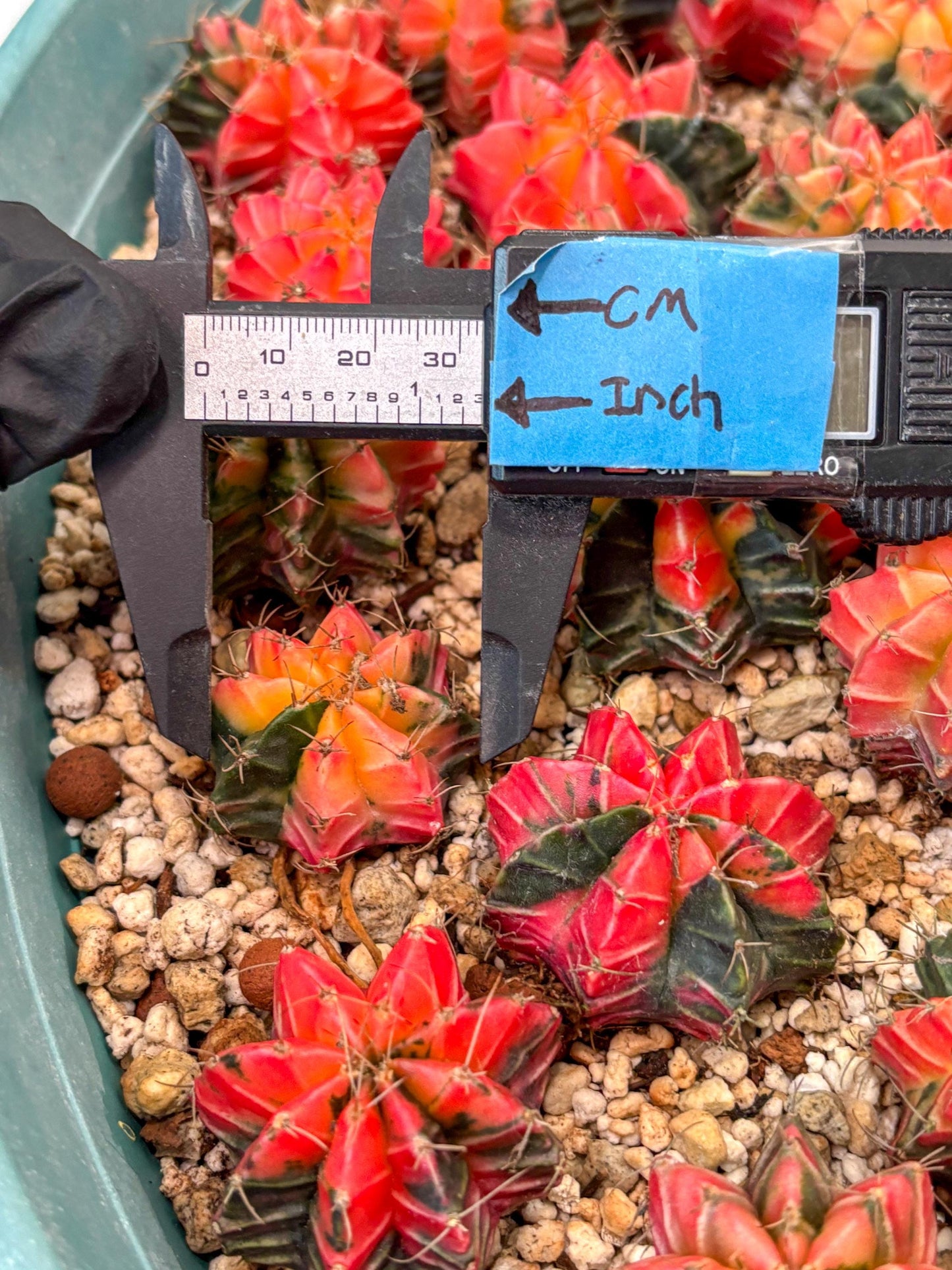 Gymnocalycium Mihanovichii | Growers choice!!! | 1.2~1.7Inch