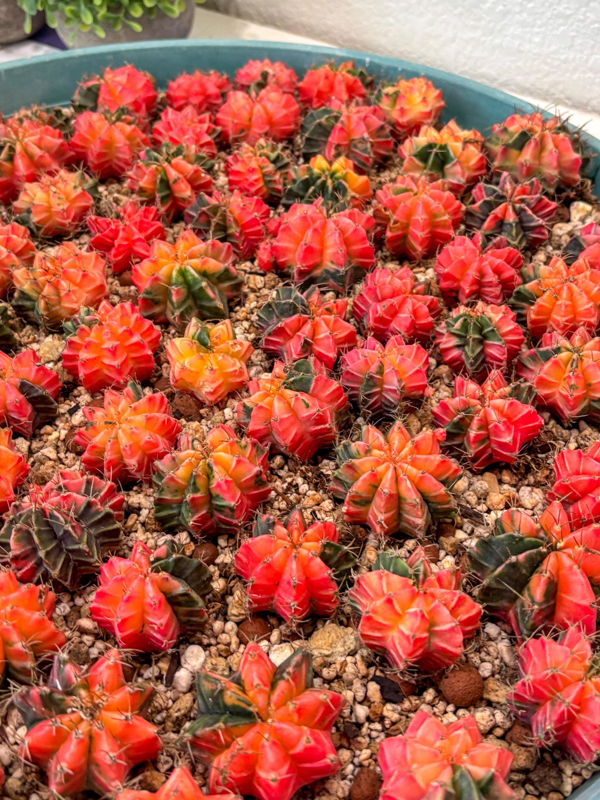 Gymnocalycium Mihanovichii | Growers choice!!! | 1.2~1.7Inch