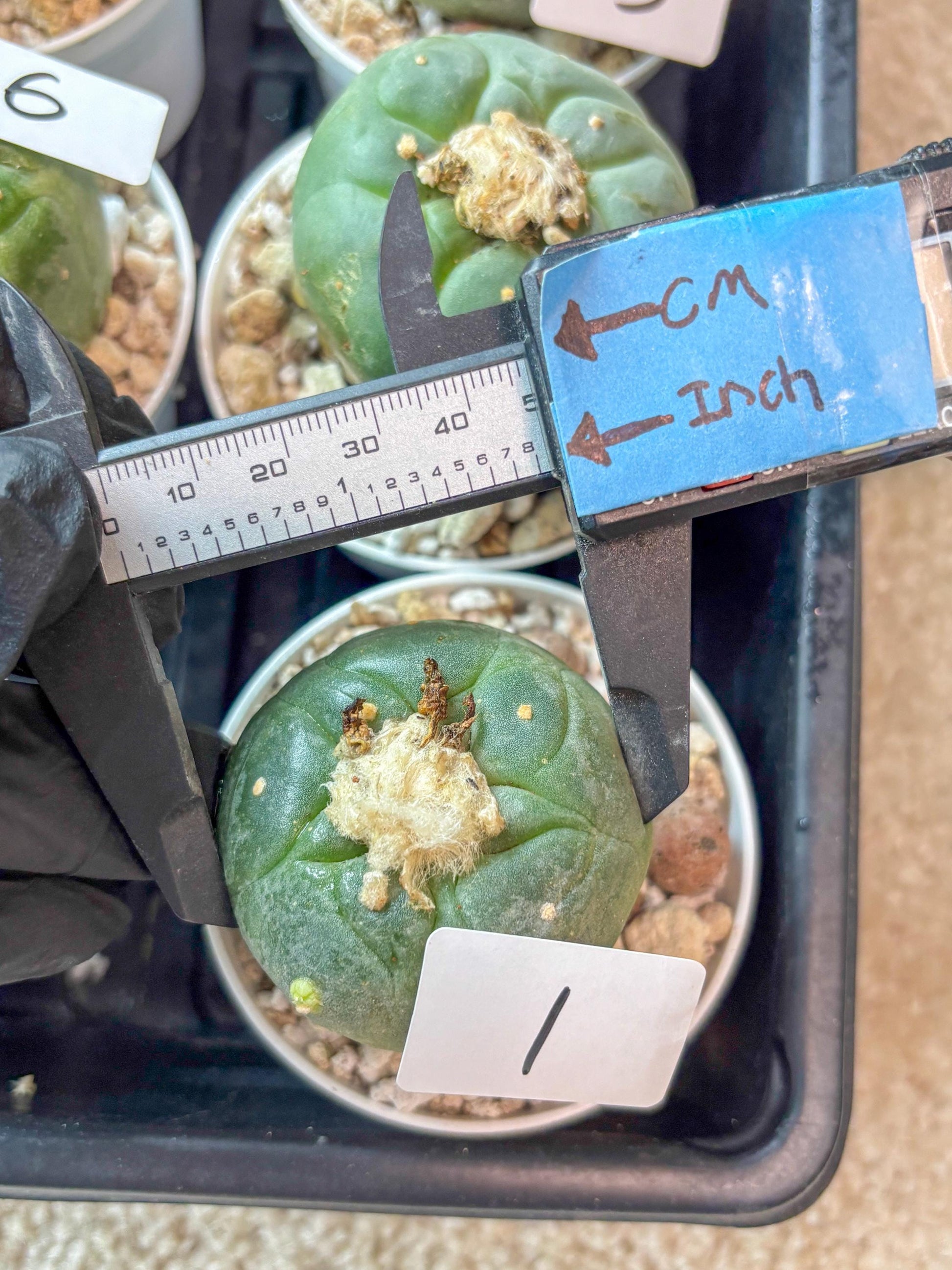 Spineless cactus Cluster (P-Y-B) | imported Plants | Very Hard to Find