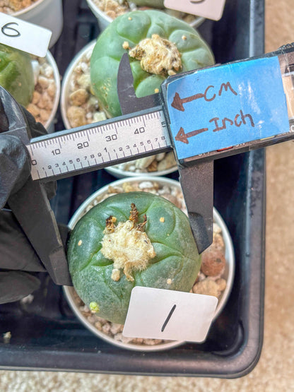 Spineless cactus Cluster (P-Y-B) | imported Plants | Very Hard to Find