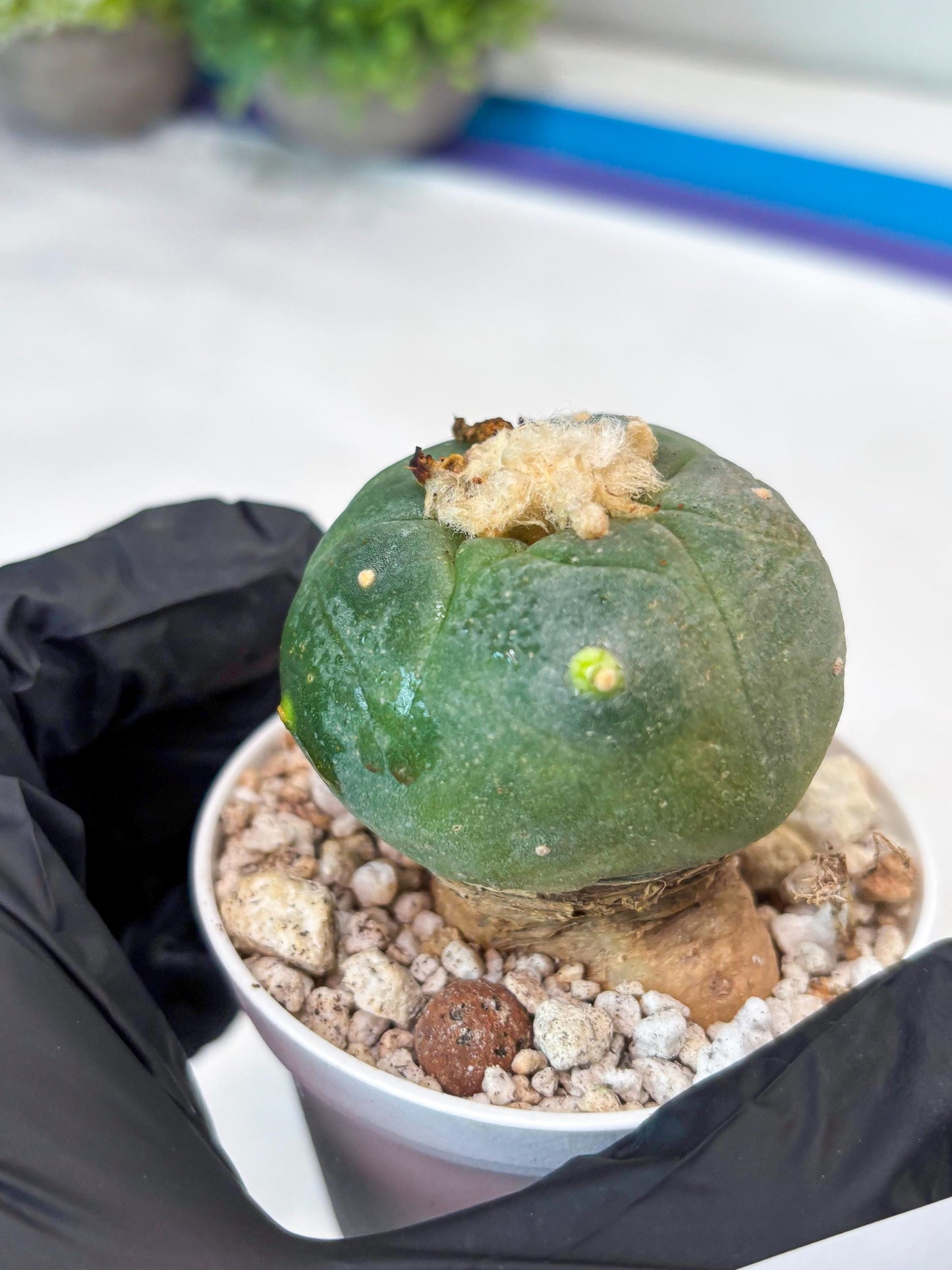 Spineless cactus Cluster (P-Y-B) | imported Plants | Very Hard to Find