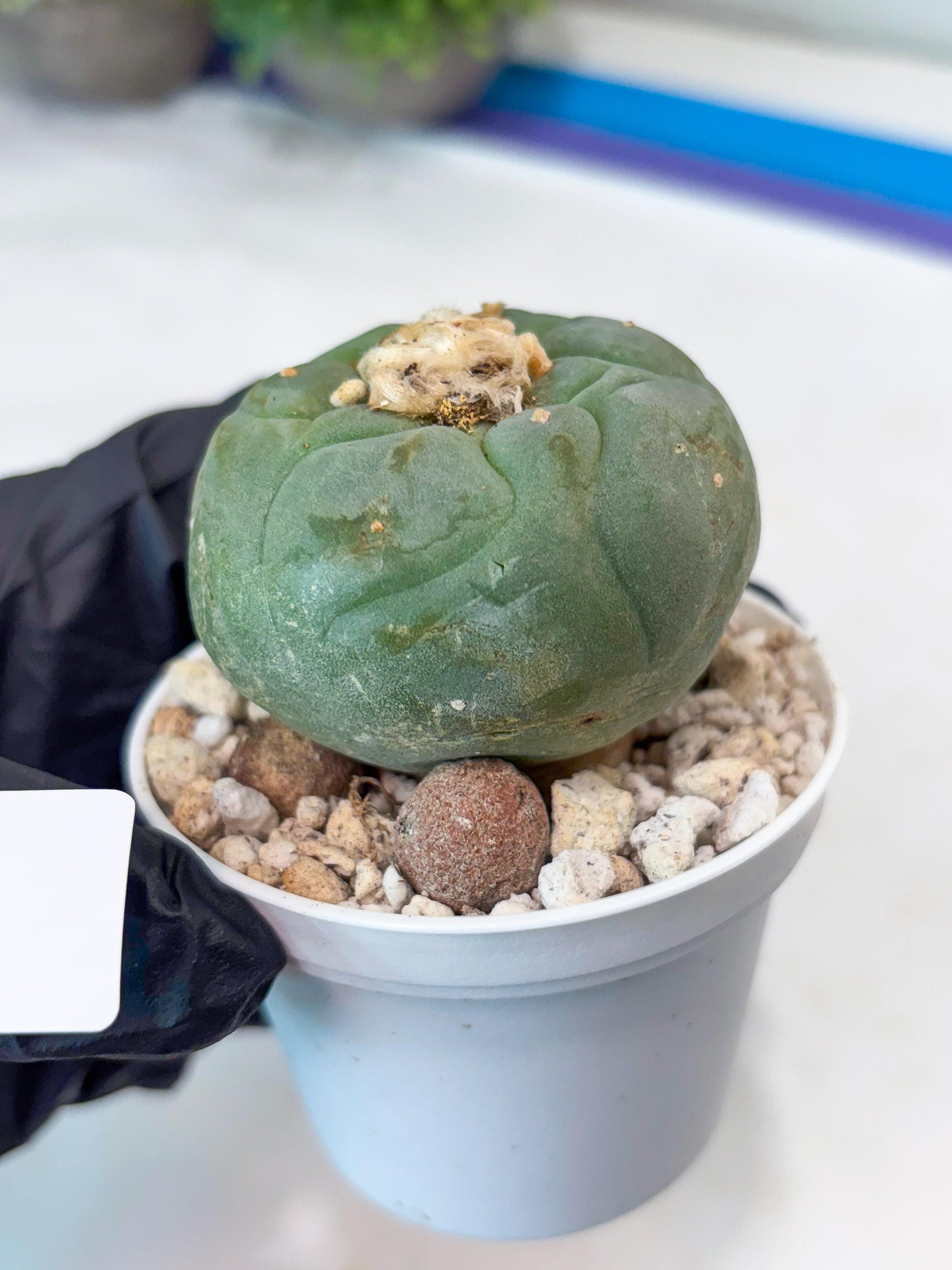 Spineless cactus Cluster (G-R-O) | imported Plants | Very Hard to Find