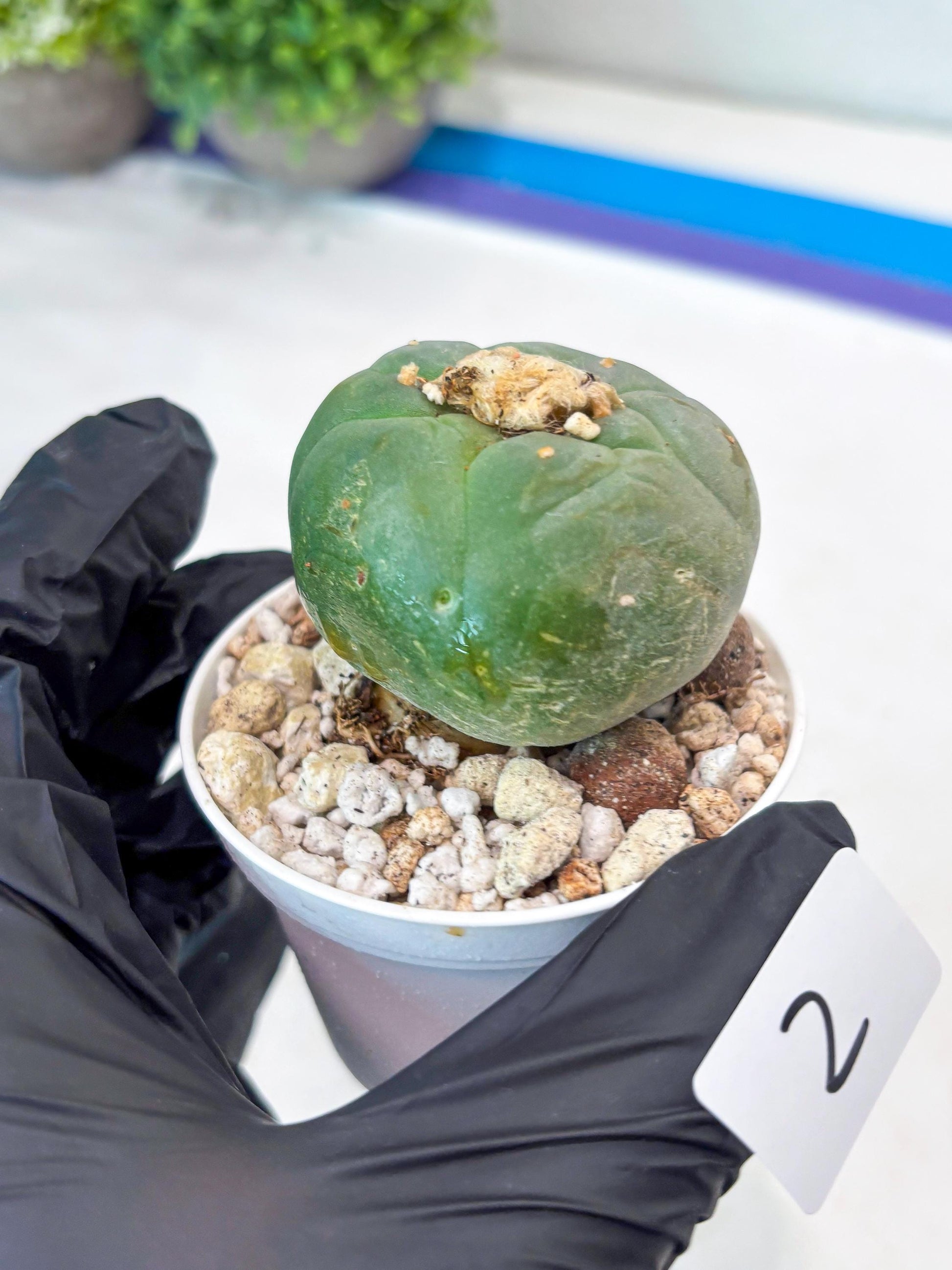 Spineless cactus Cluster (G-R-O) | imported Plants | Very Hard to Find