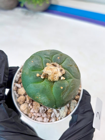 Spineless cactus Cluster (G-R-O) | imported Plants | Very Hard to Find