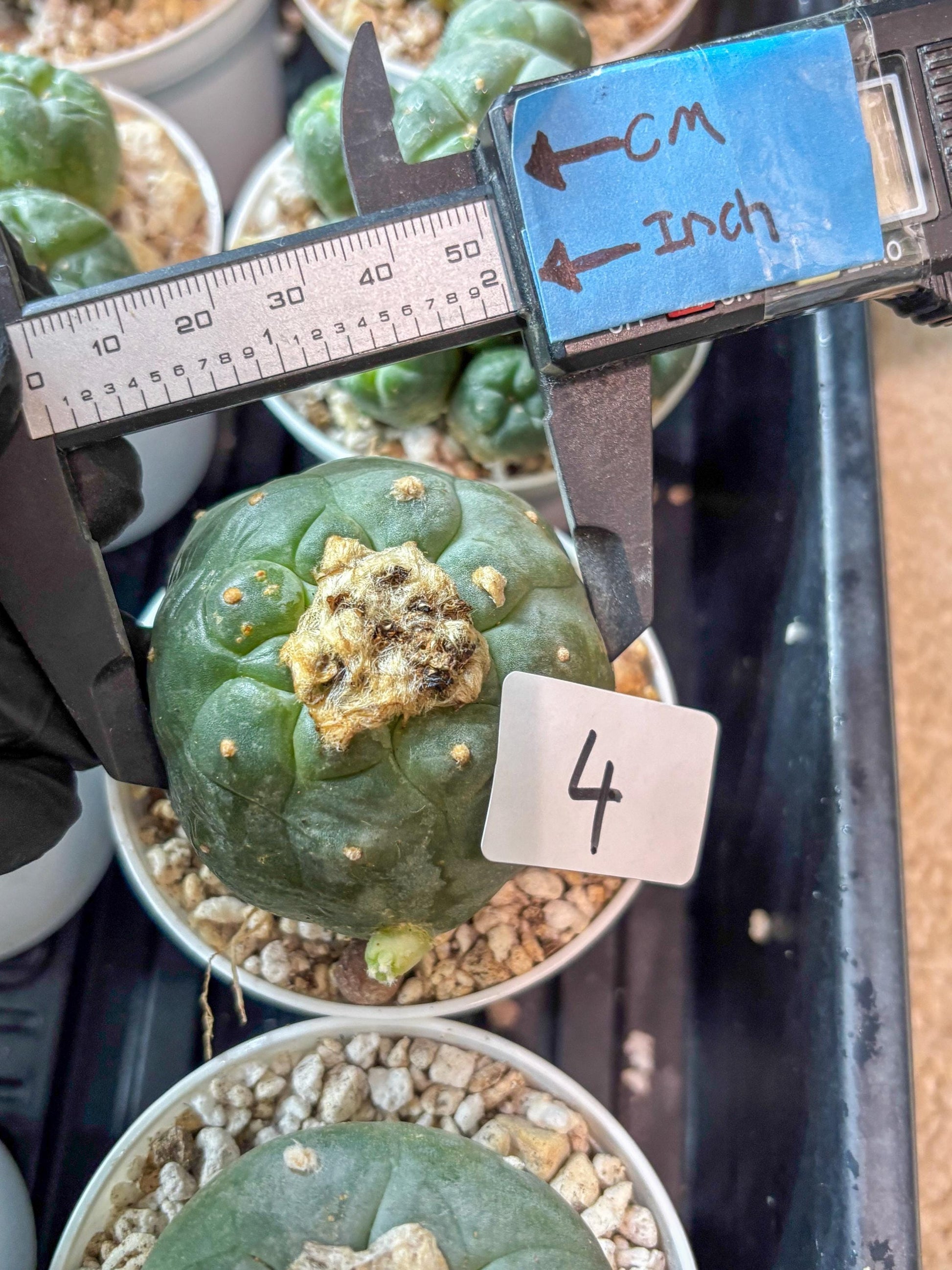 Green Cactus (#4) | rare scucuclent