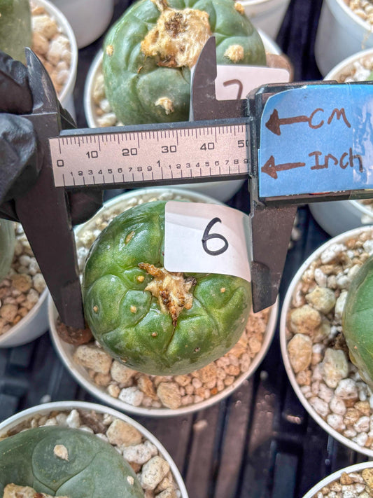 Rare Green Musroom Cactus (#6) | rare scucuclent