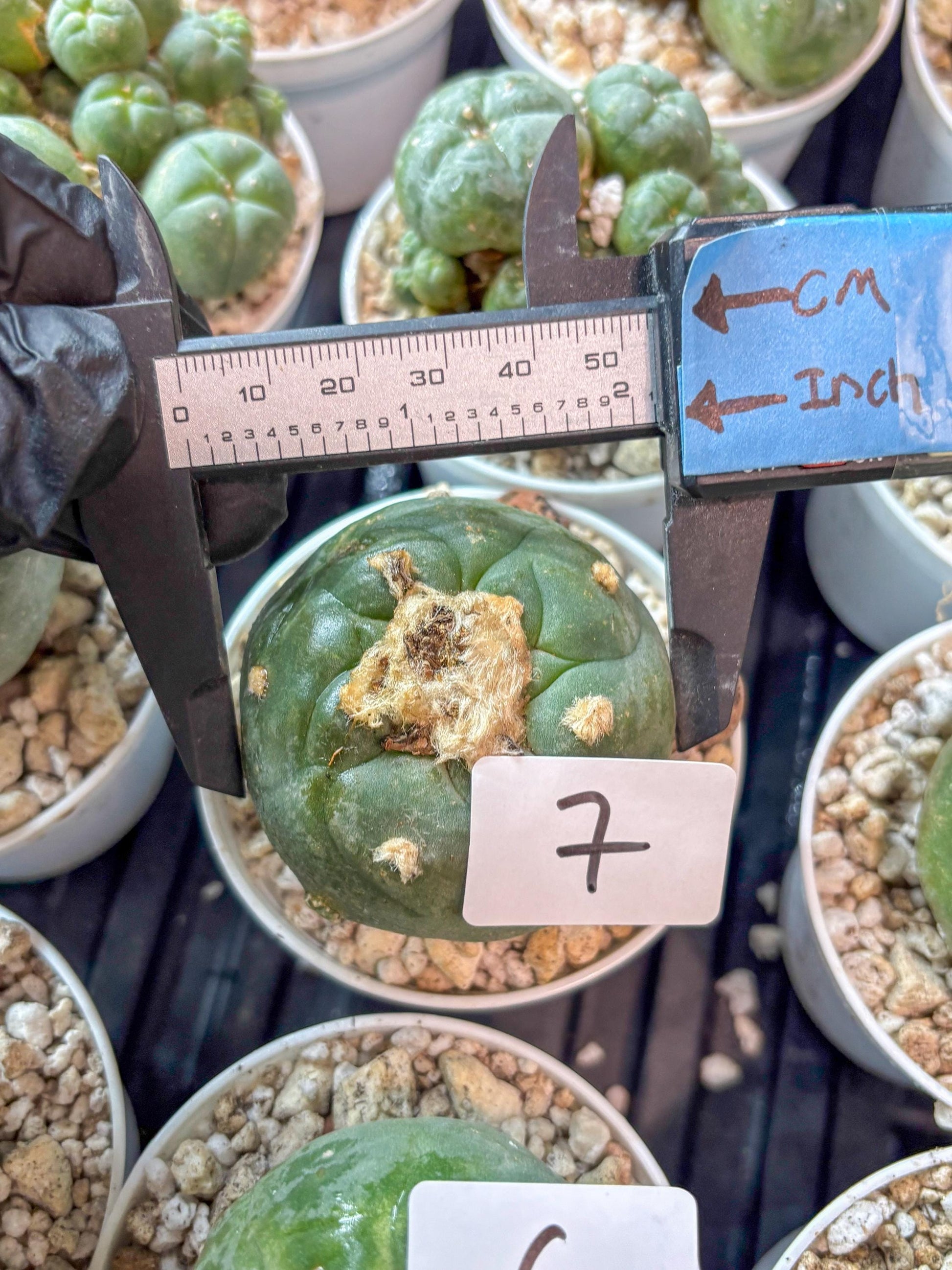 Rare Green Cactus (#7) | rare scucuclent