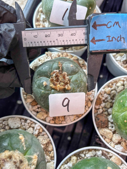 Spineless Cactus (#9) | For Advanced Growers