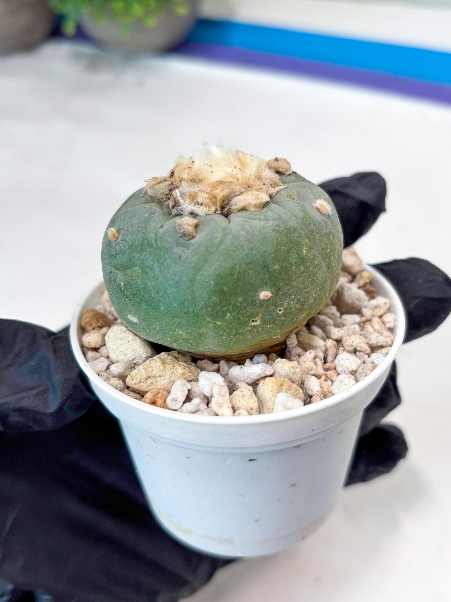 Green Cactus (#3) | rare scucuclent