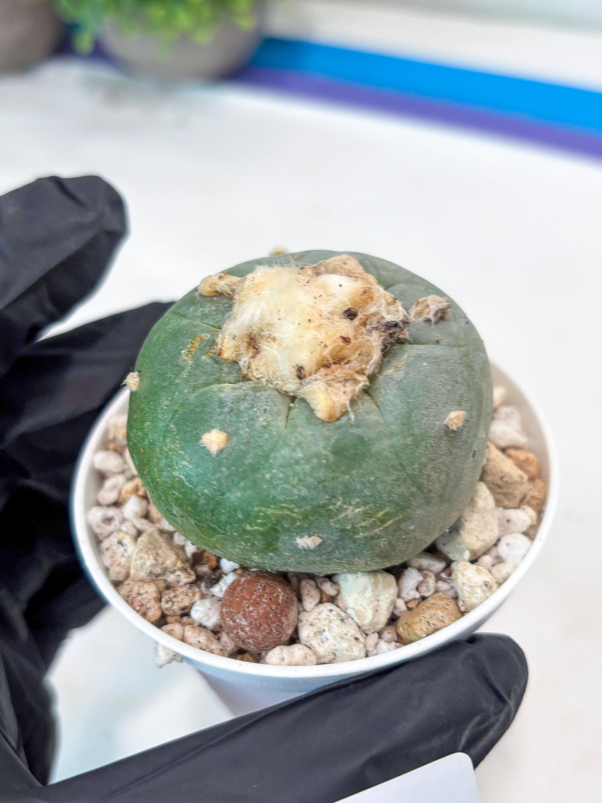 Green Cactus (#3) | rare scucuclent