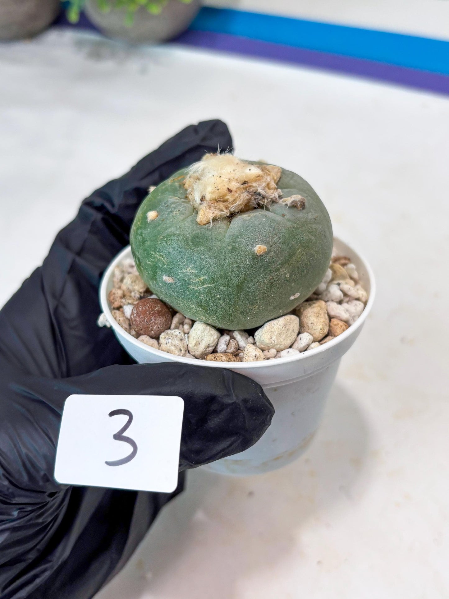 Green Cactus (#3) | rare scucuclent