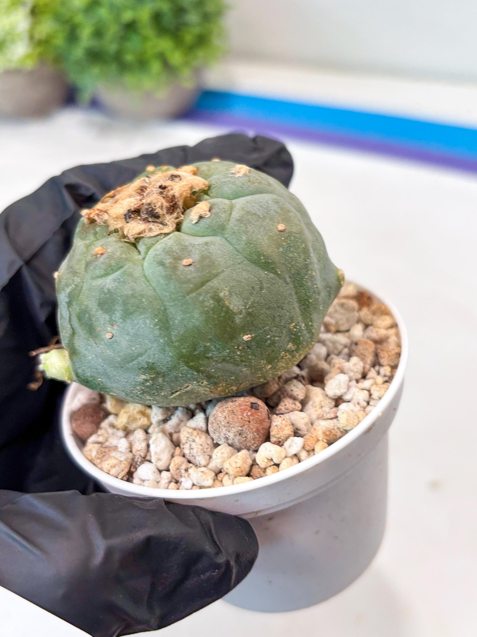 Green Cactus (#4) | rare scucuclent