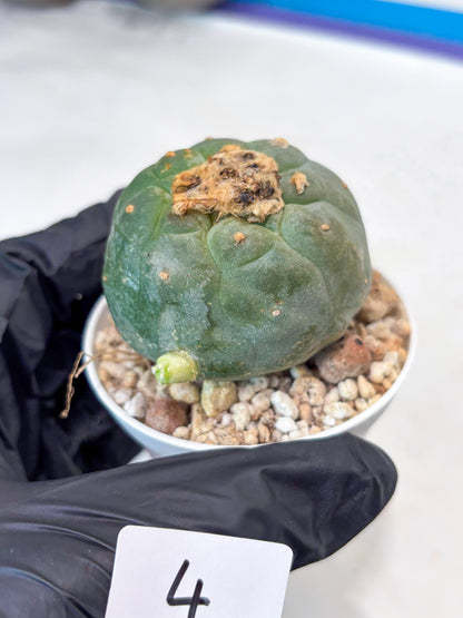 Green Cactus (#4) | rare scucuclent