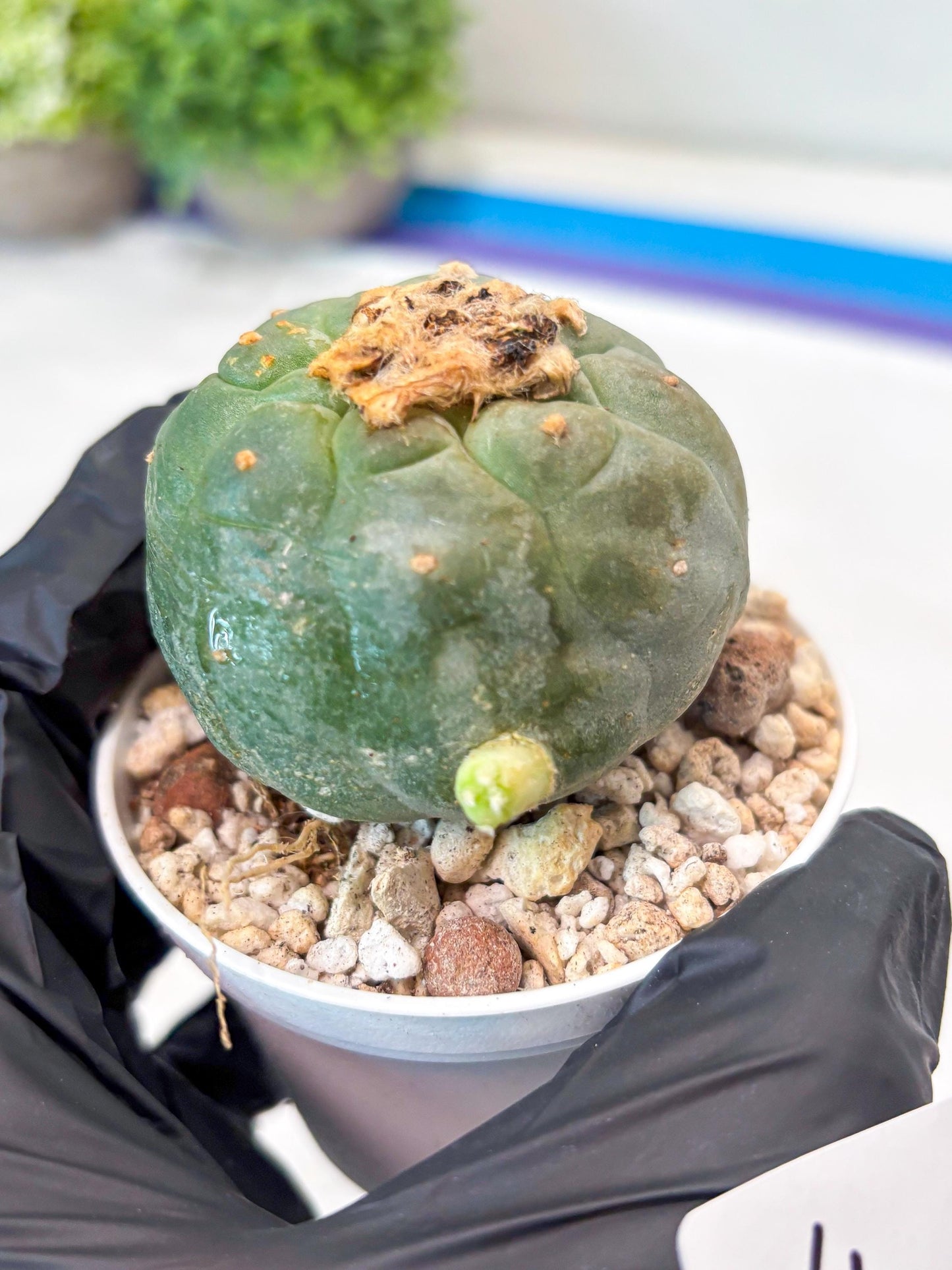 Green Cactus (#4) | rare scucuclent