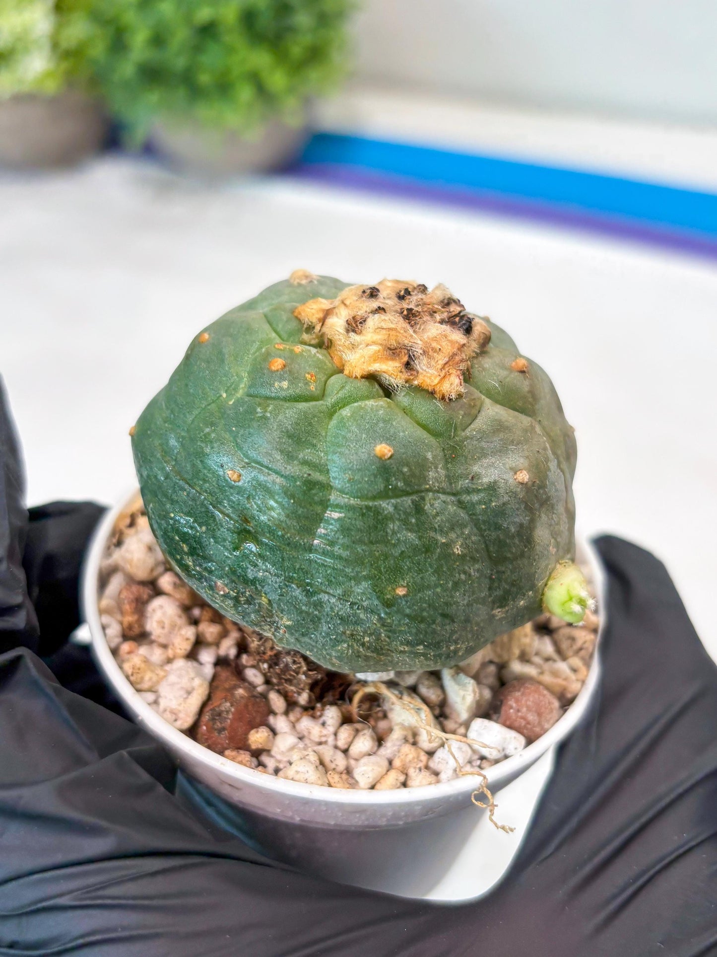 Green Cactus (#4) | rare scucuclent