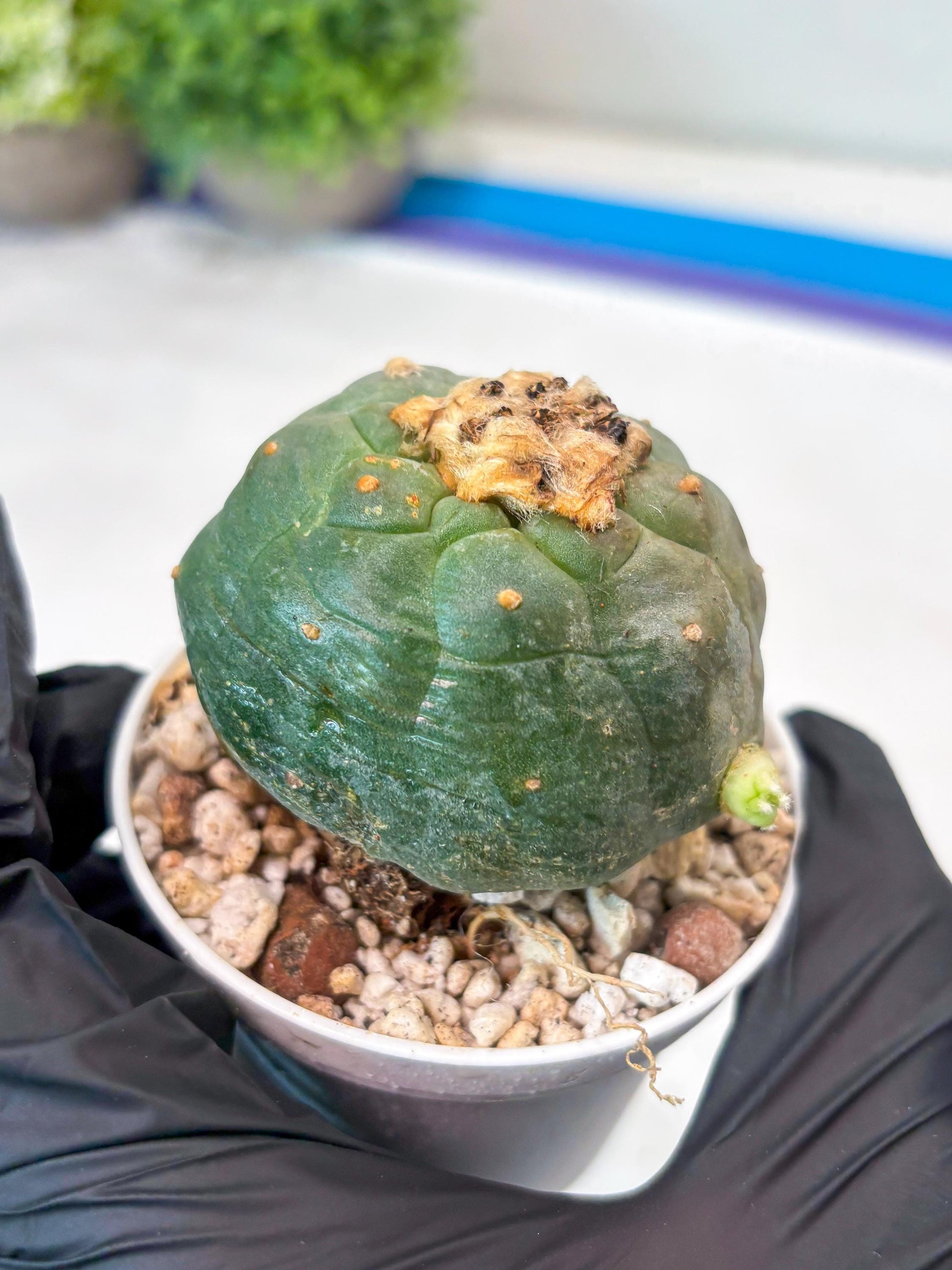 Green Cactus (#4) | rare scucuclent