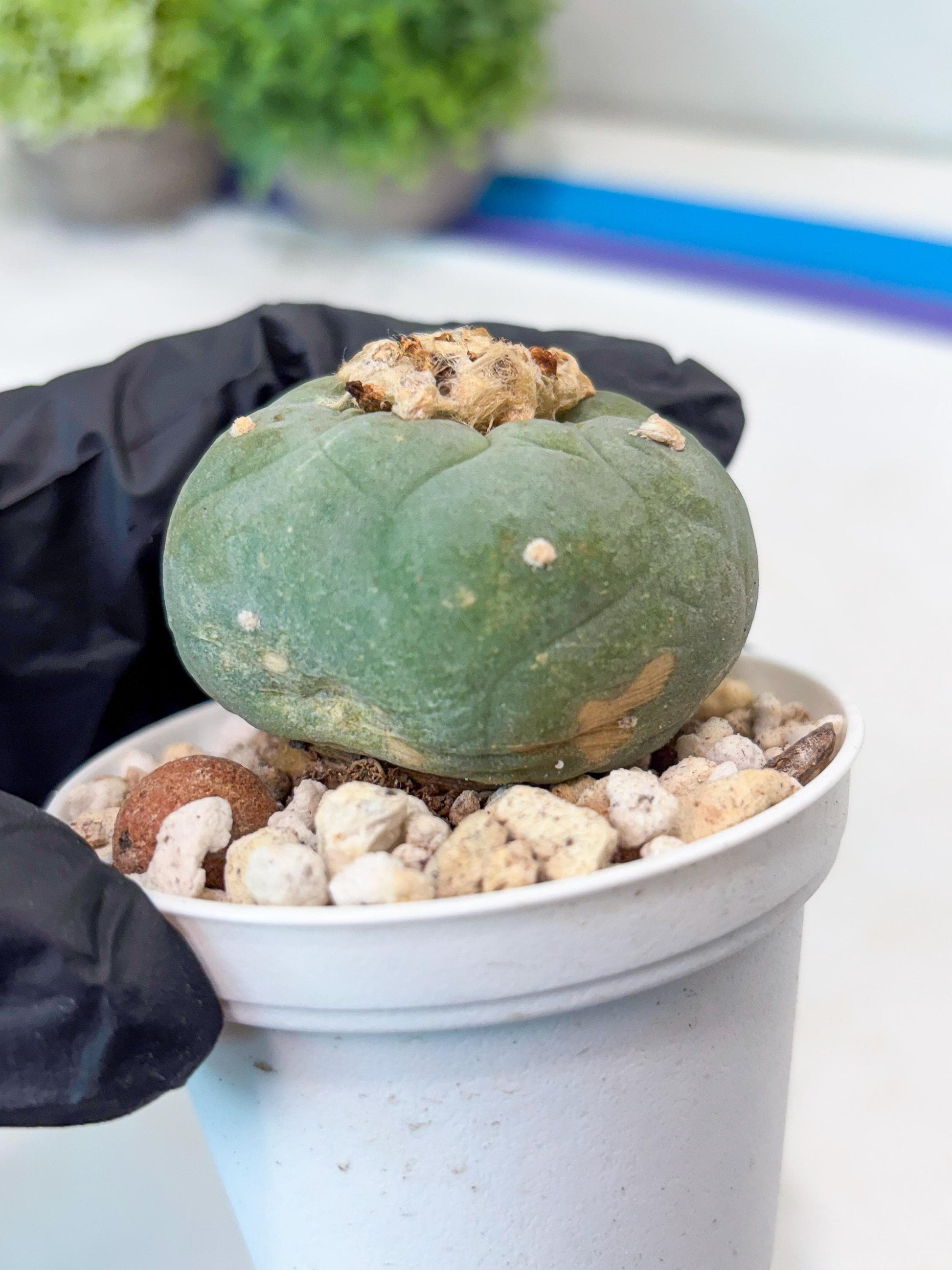 Green Cactus (#5) | rare scucuclent