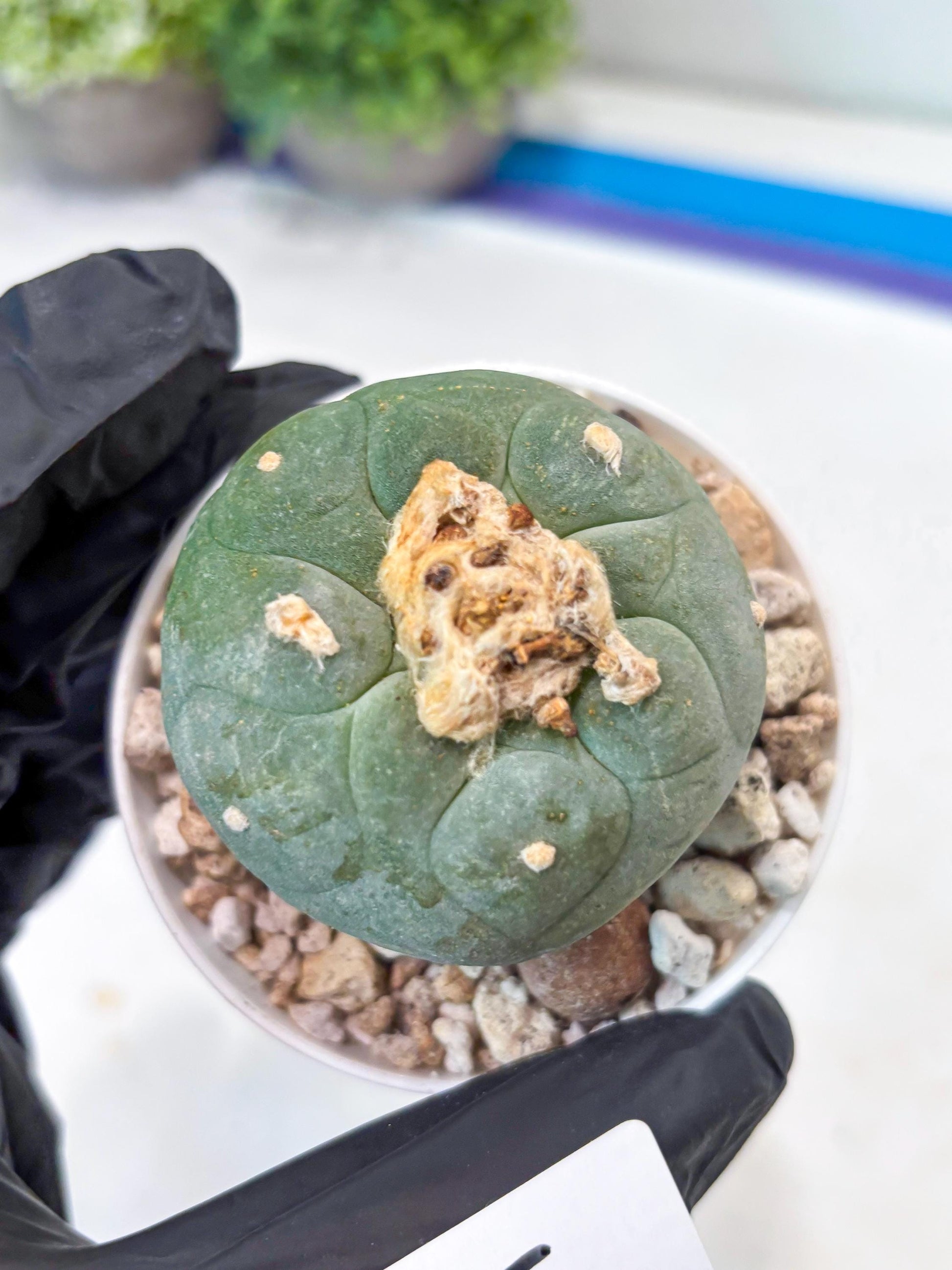 Green Cactus (#5) | rare scucuclent