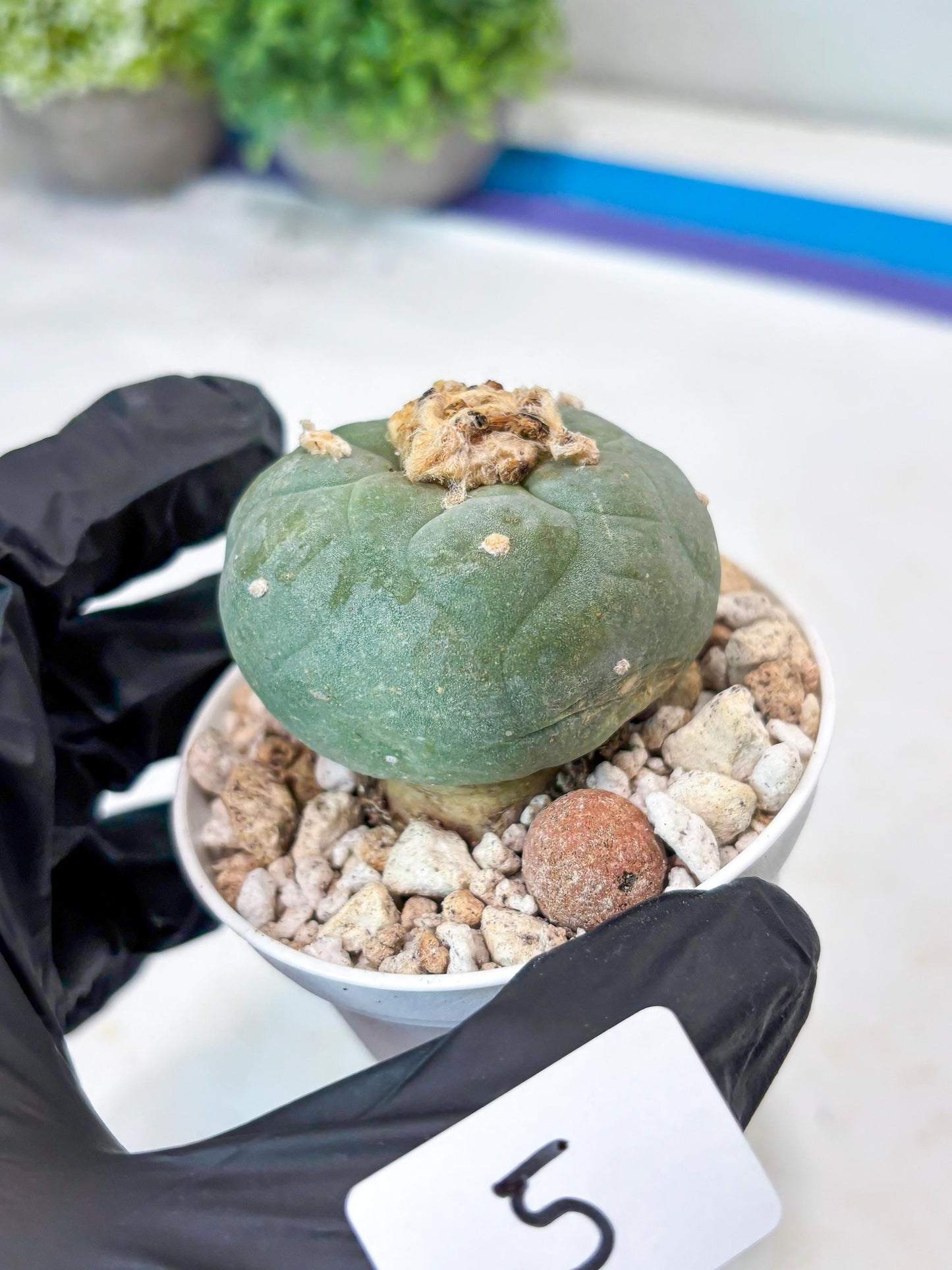 Green Cactus (#5) | rare scucuclent