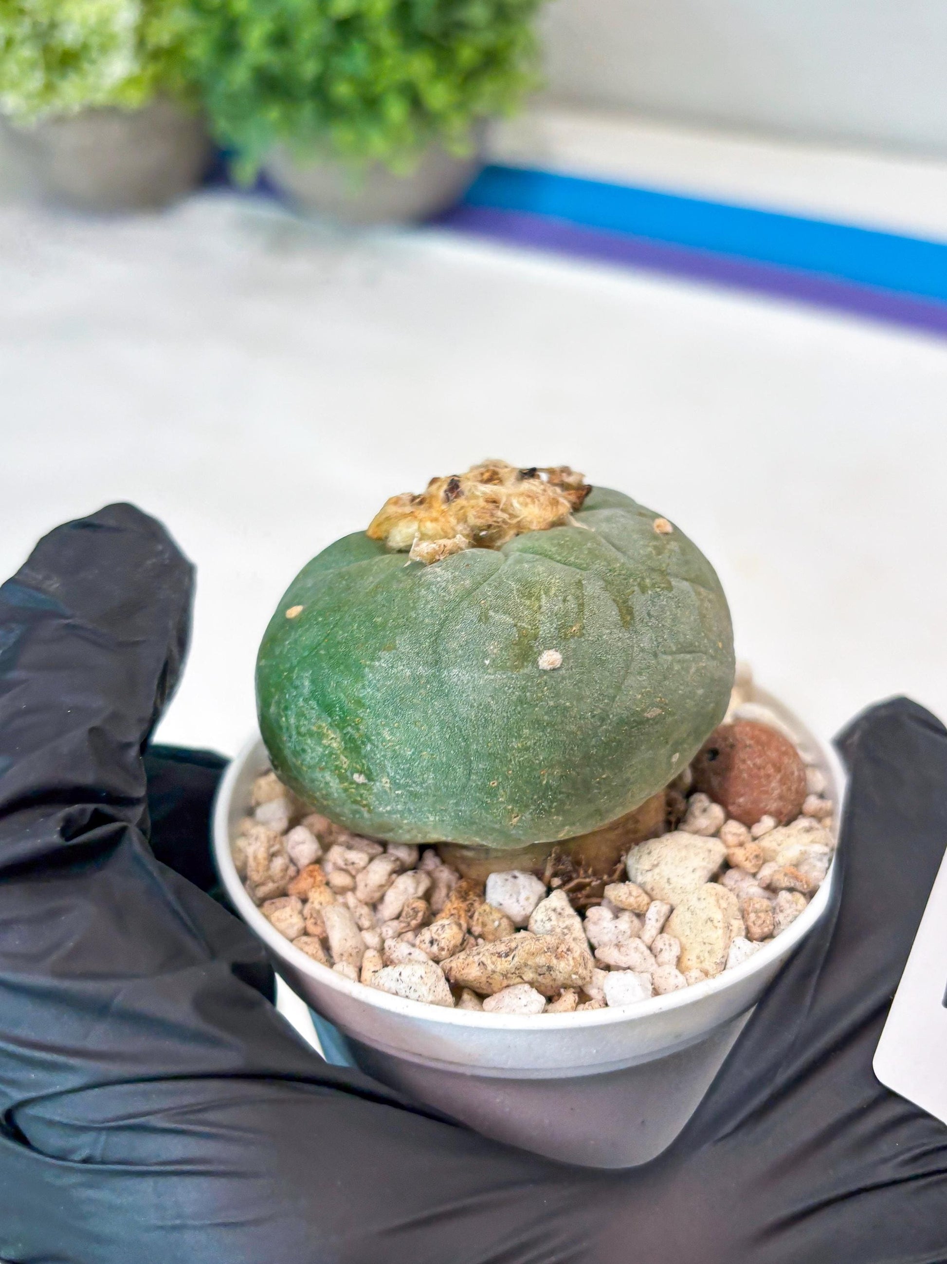 Green Cactus (#5) | rare scucuclent