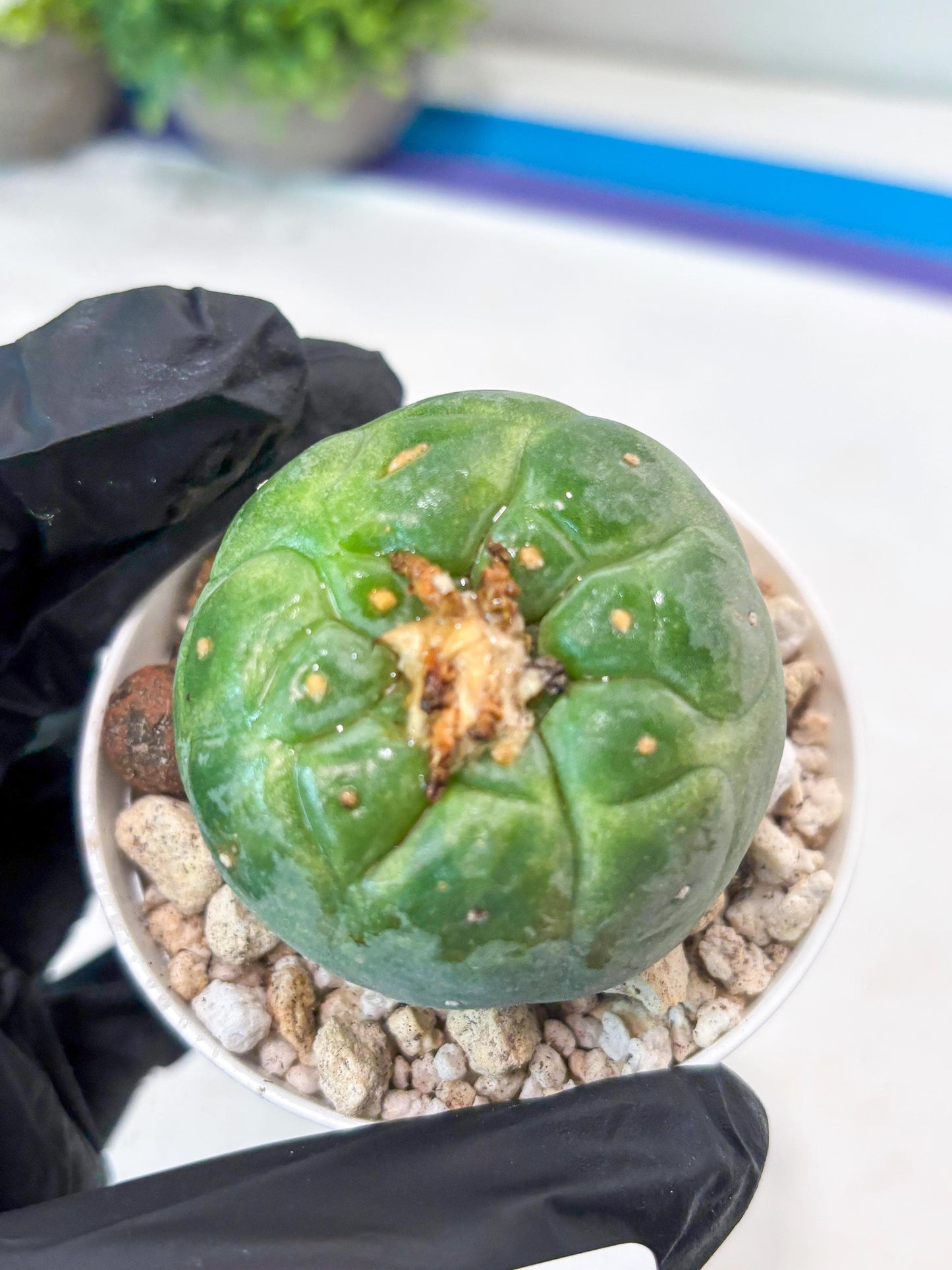 Rare Green Musroom Cactus (#6) | rare scucuclent