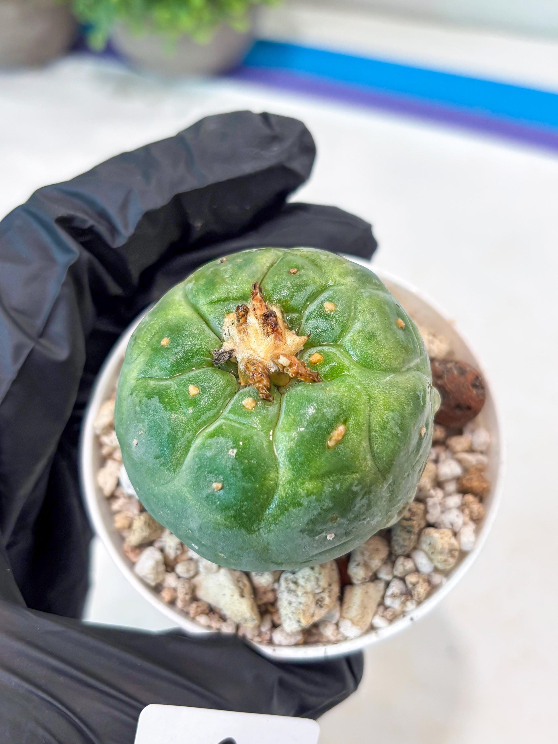 Rare Green Musroom Cactus (#6) | rare scucuclent