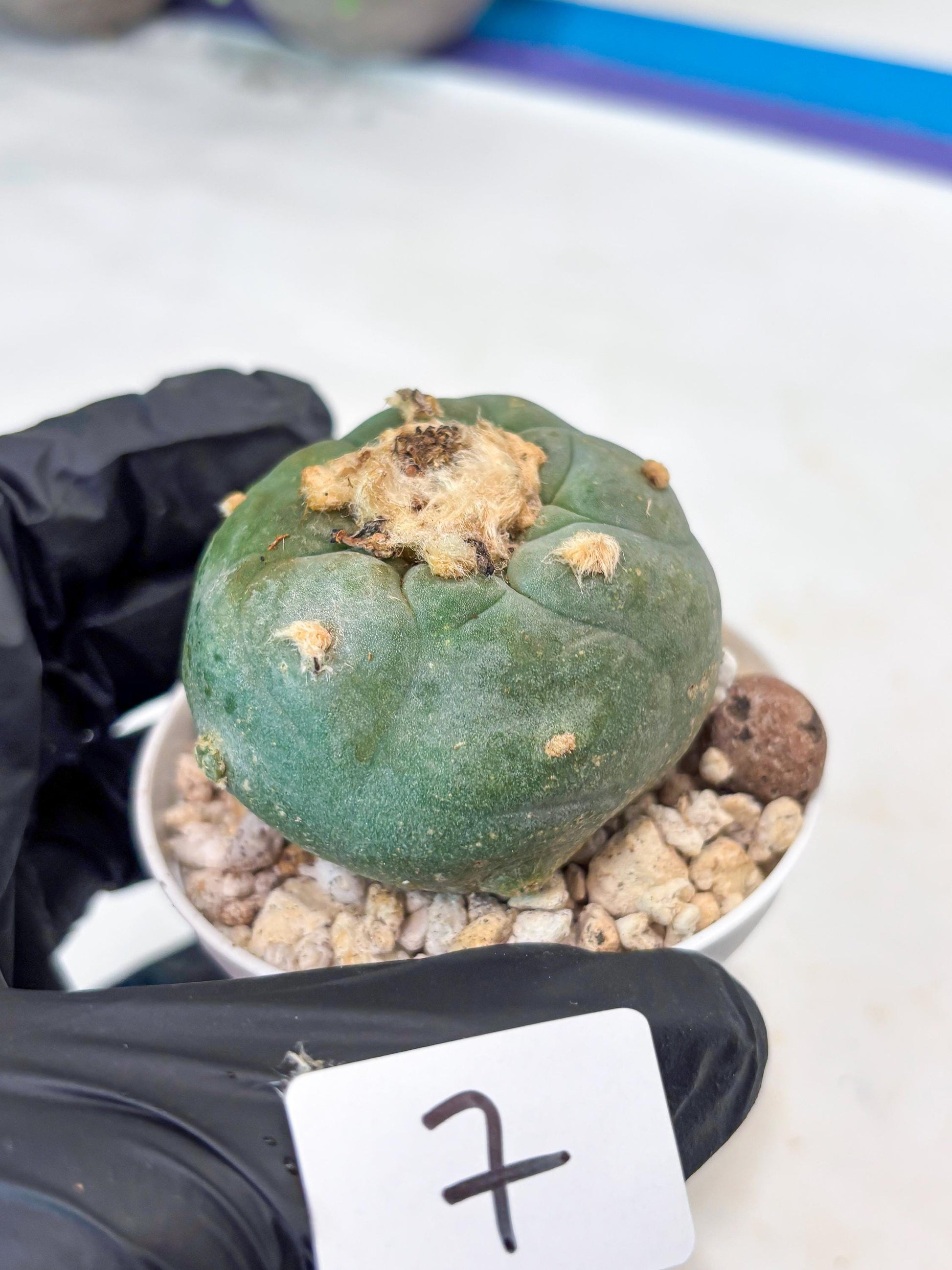 Rare Green Cactus (#7) | rare scucuclent