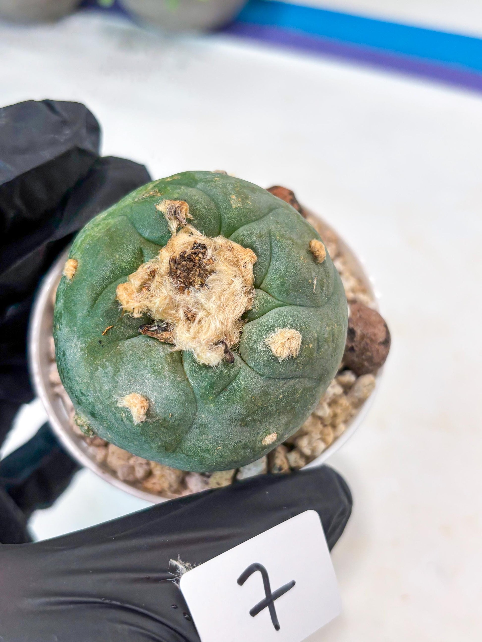 Rare Green Cactus (#7) | rare scucuclent