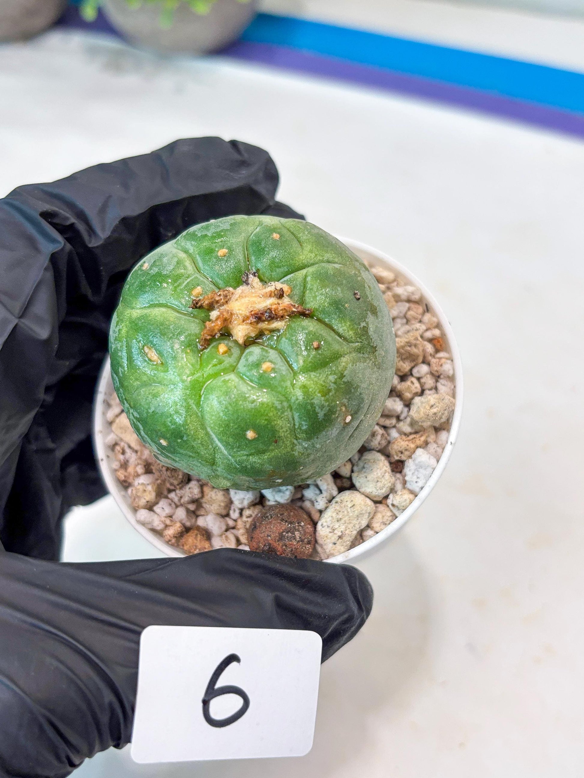 Rare Green Musroom Cactus (#6) | rare scucuclent