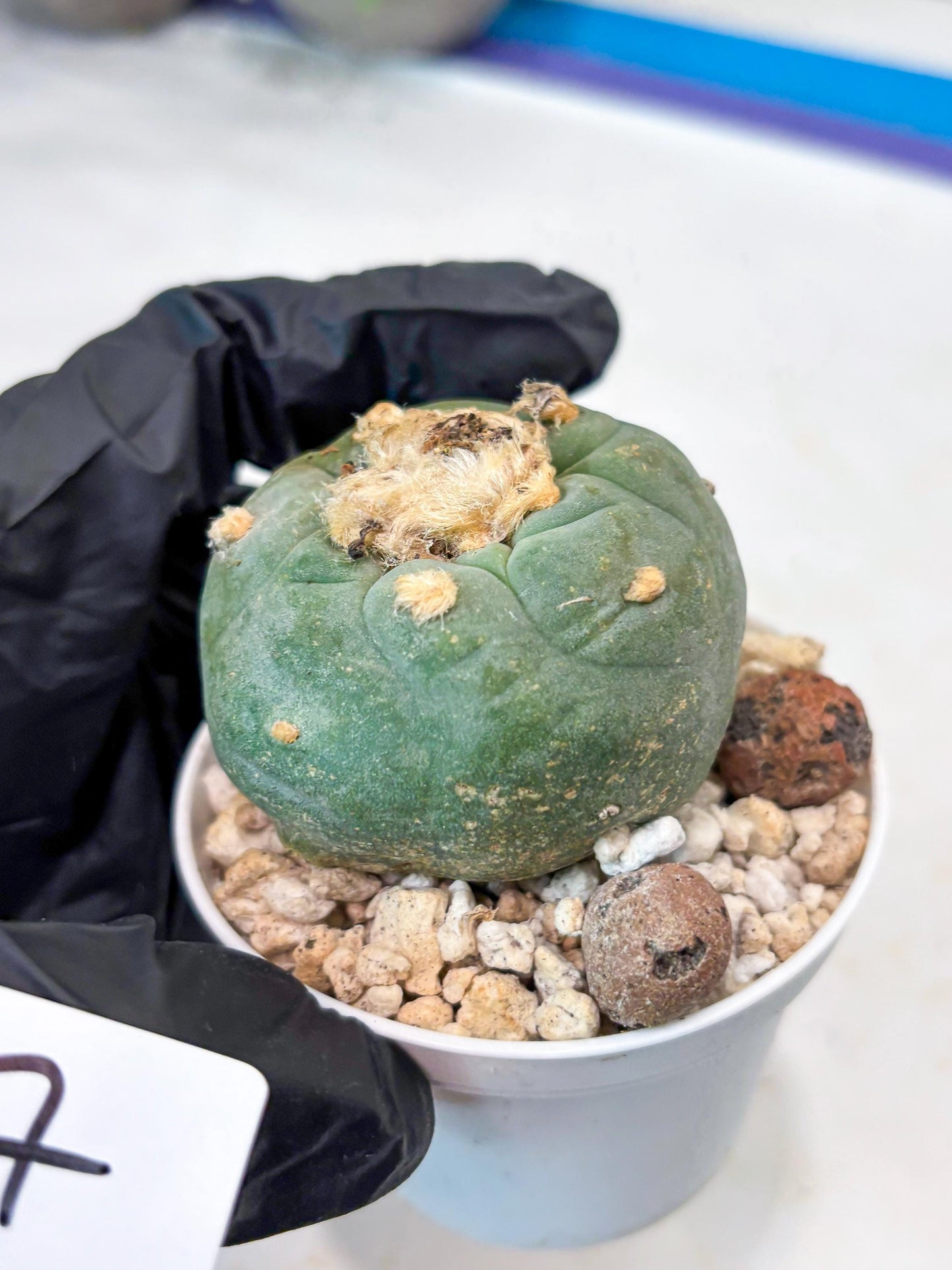 Rare Green Cactus (#7) | rare scucuclent