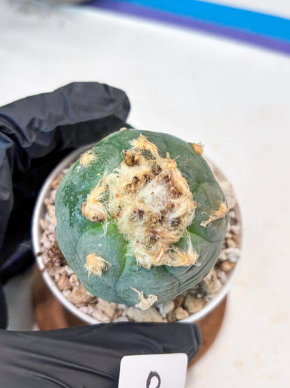 Rare Green Cactus (#8) | rare scucuclent