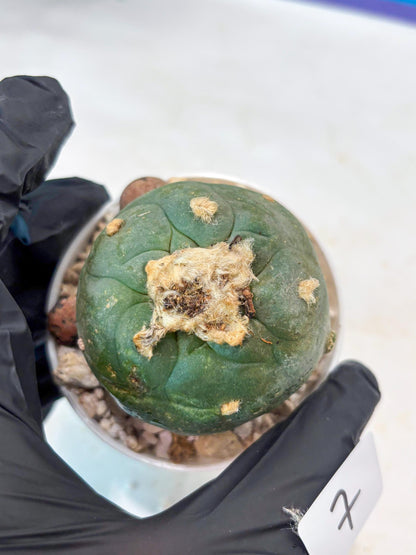 Rare Green Cactus (#7) | rare scucuclent