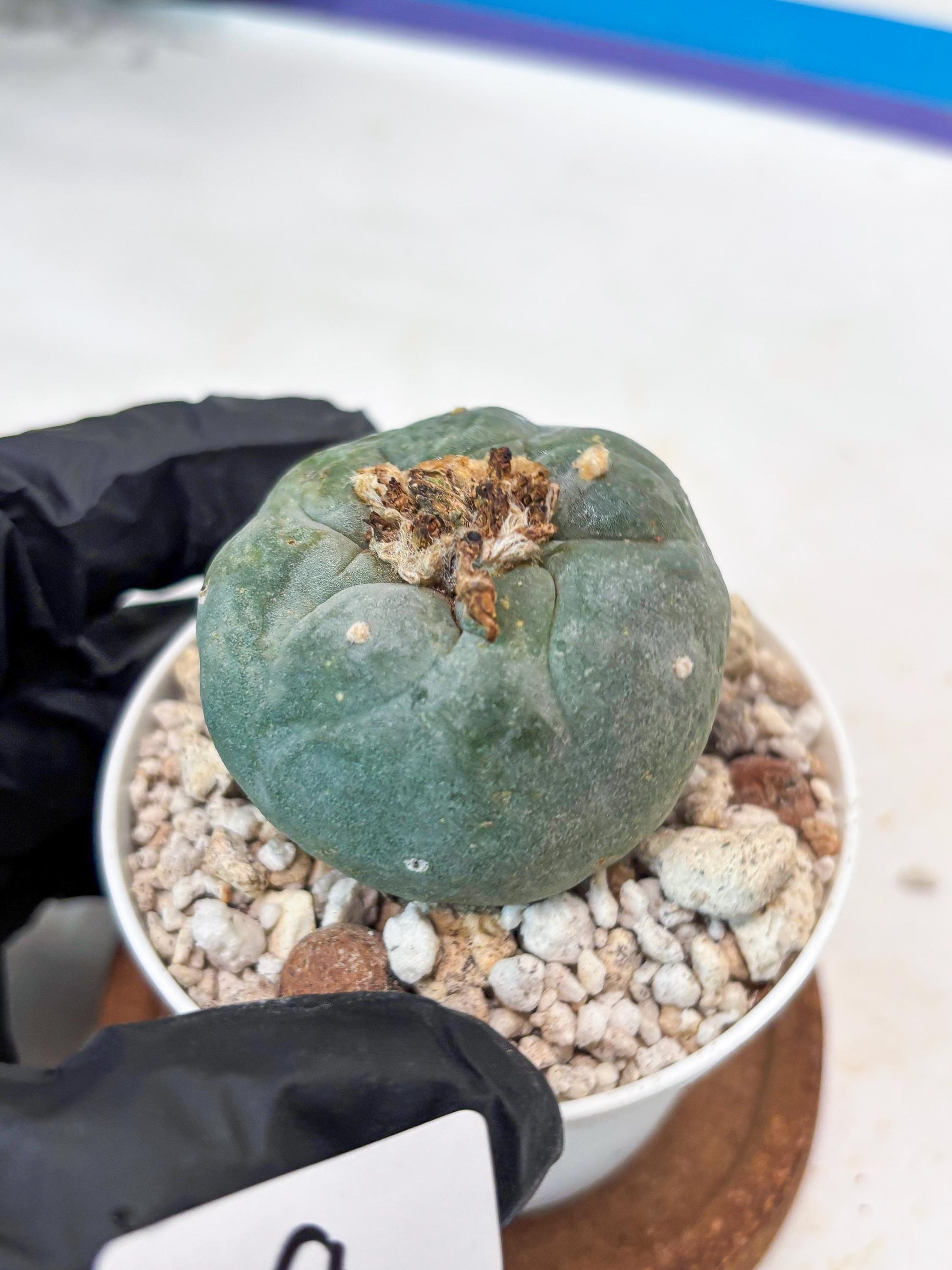 Spineless Cactus (#9) | For Advanced Growers