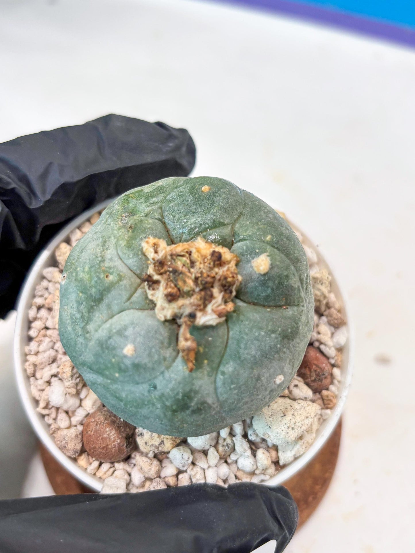 Spineless Cactus (#9) | For Advanced Growers