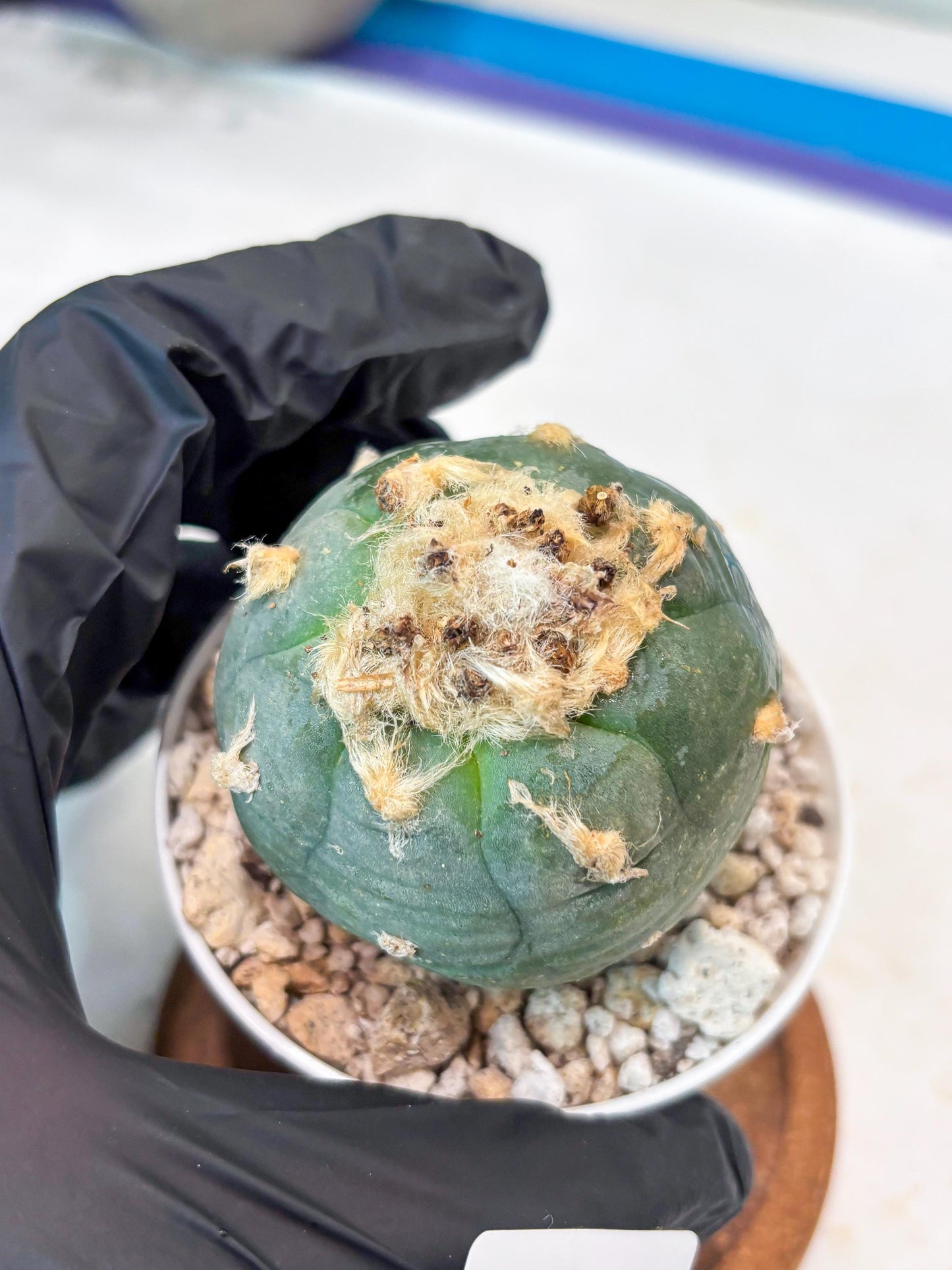 Rare Green Cactus (#8) | rare scucuclent