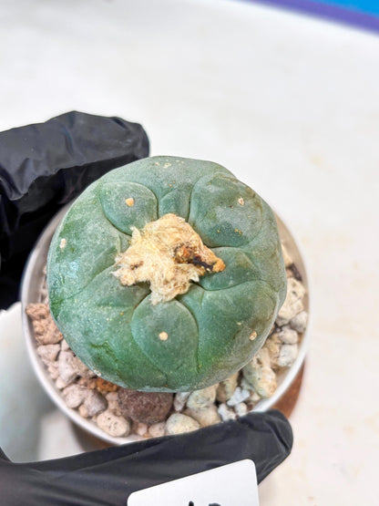 Spineless Cactus (#10) | rare scucuclent
