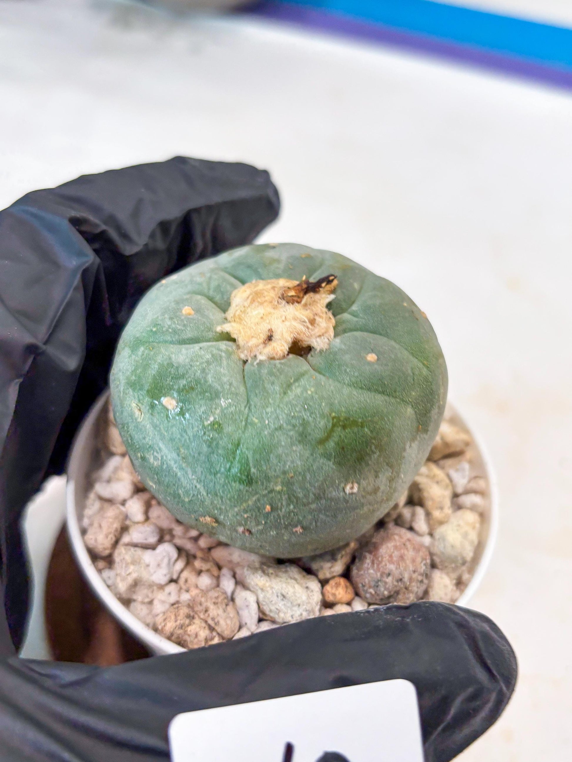 Spineless Cactus (#10) | rare scucuclent