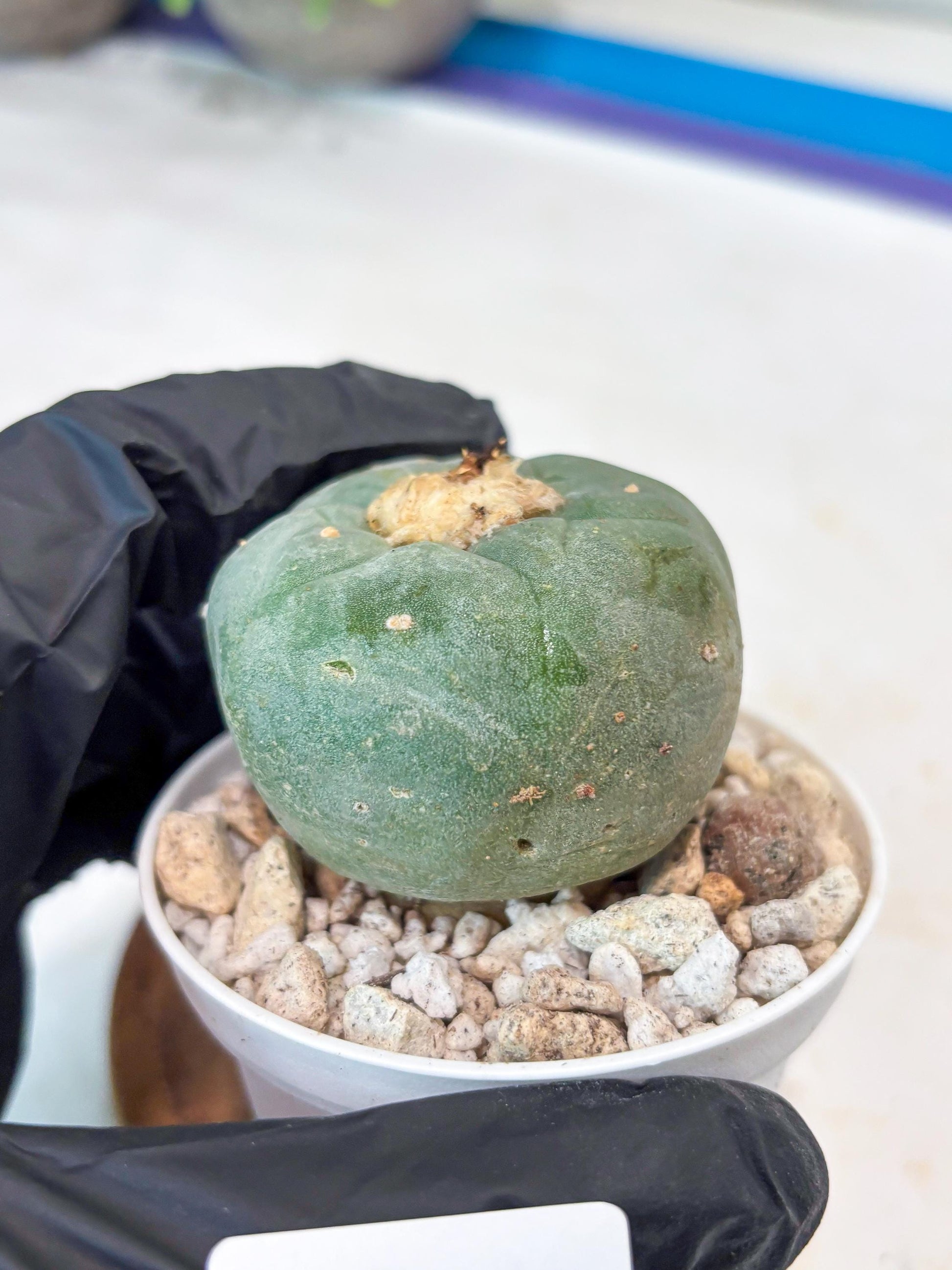 Spineless Cactus (#10) | rare scucuclent