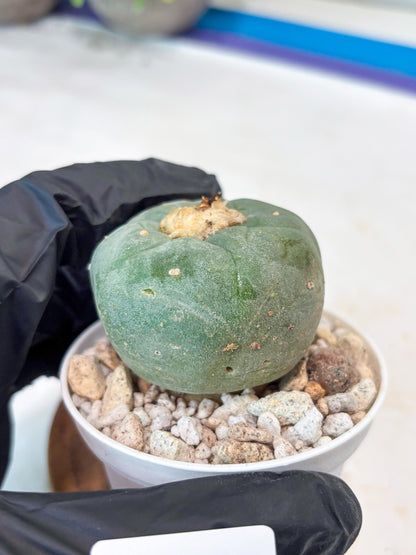 Spineless Cactus (#10) | rare scucuclent