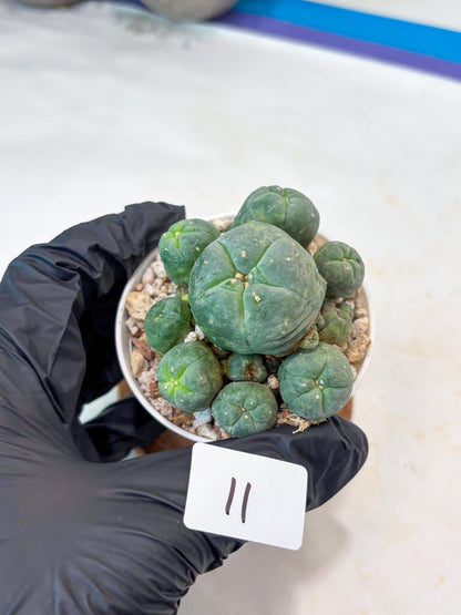 Spinless Cluster Cactus (#11) | Mature Succulents | Succulents Plants Live