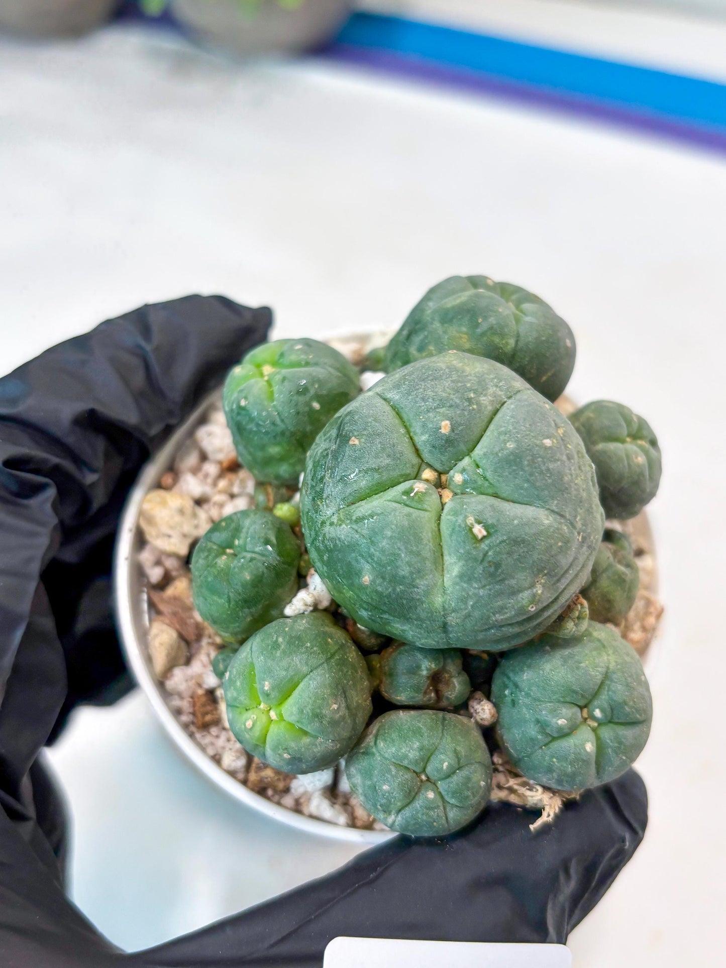 Spinless Cluster Cactus (#11) | Mature Succulents | Succulents Plants Live