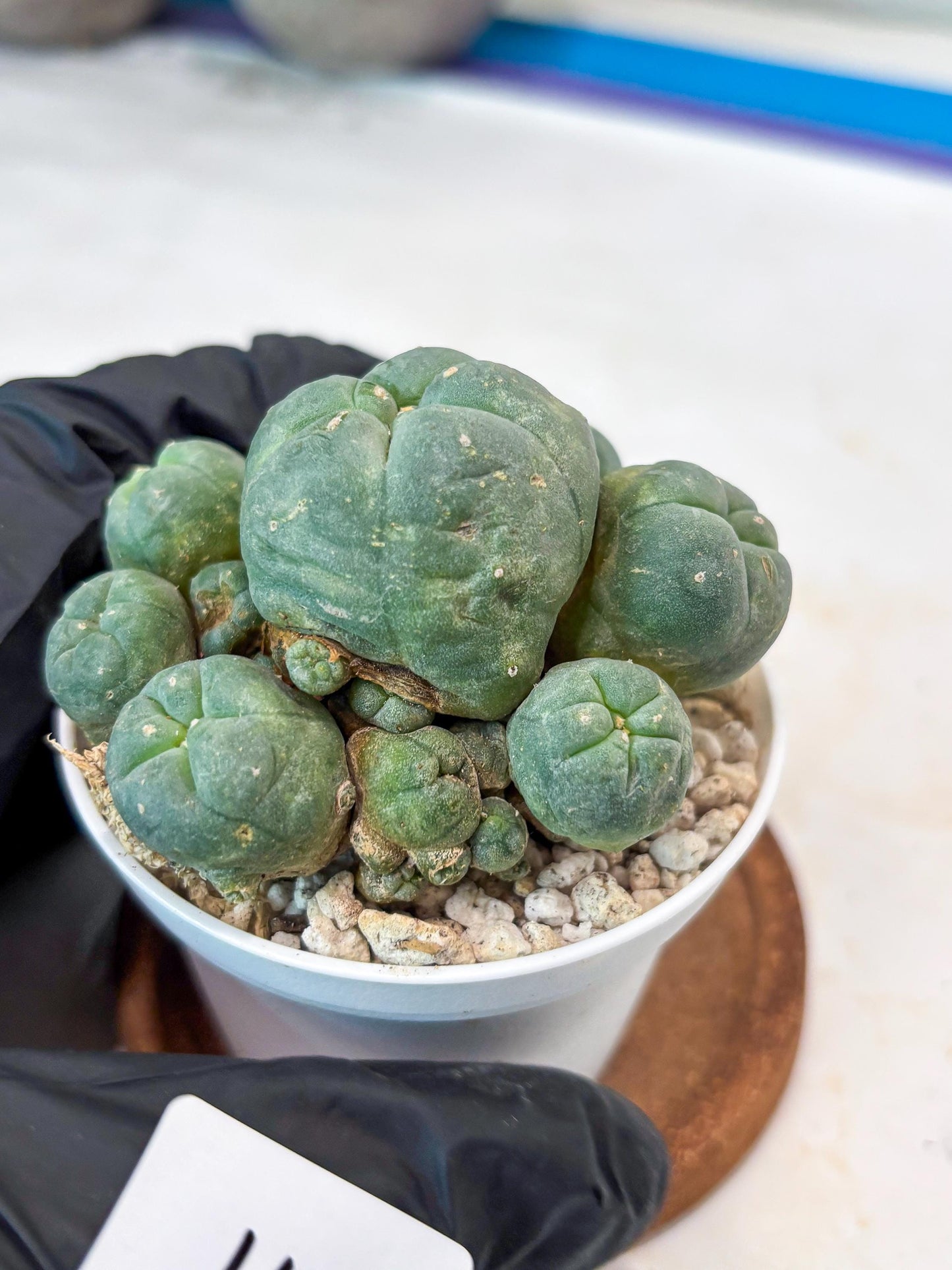 Spinless Cluster Cactus (#11) | Mature Succulents | Succulents Plants Live