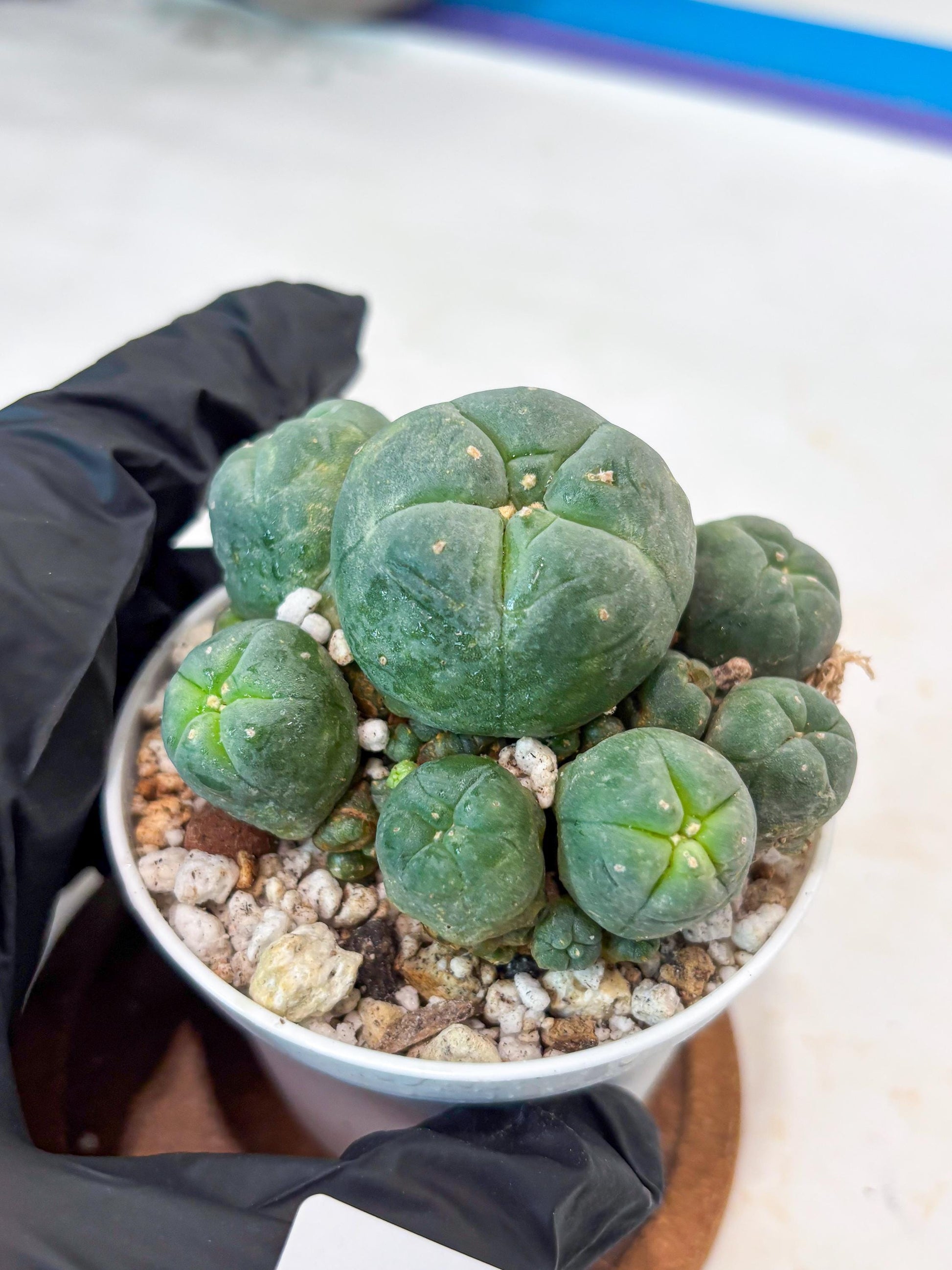 Spinless Cluster Cactus (#11) | Mature Succulents | Succulents Plants Live